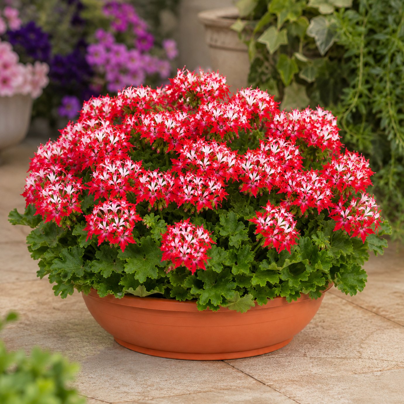Accelopack Summer Twist 30cm Red Geranium Plant