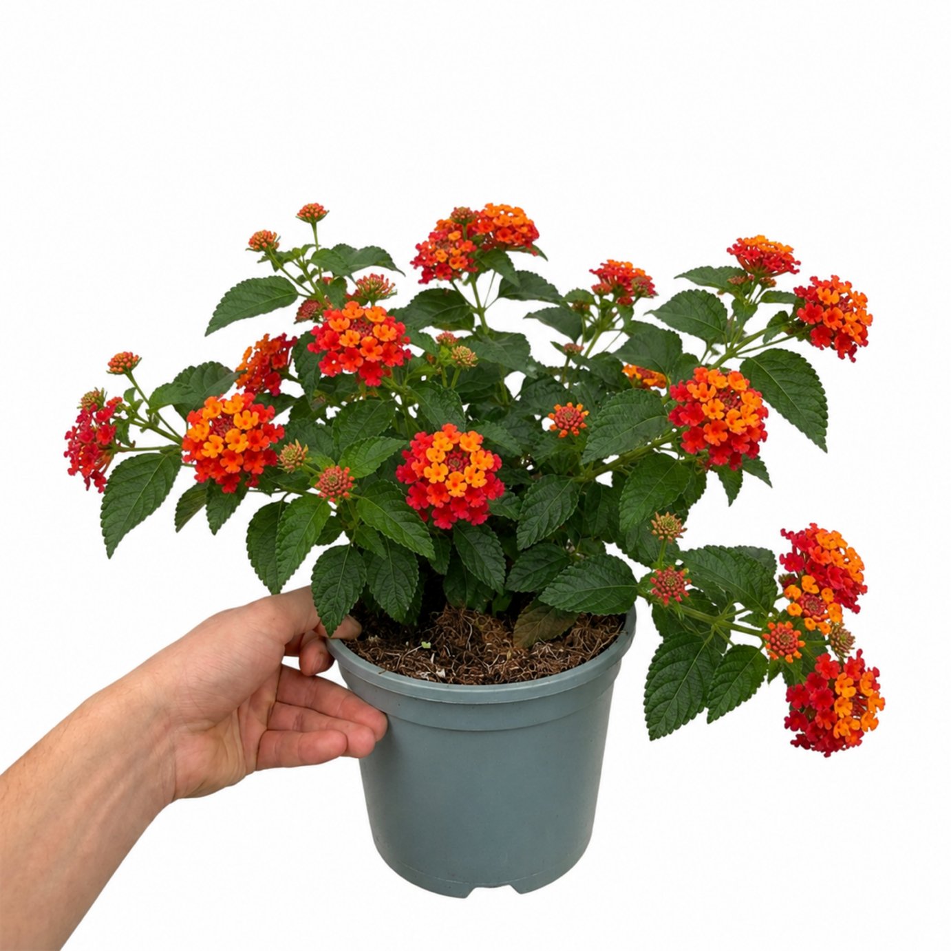 Accelopack Bandolista 40cm Red Lantana Plant
