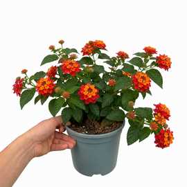 Accelopack Bandolista 40cm Red Lantana Plant
