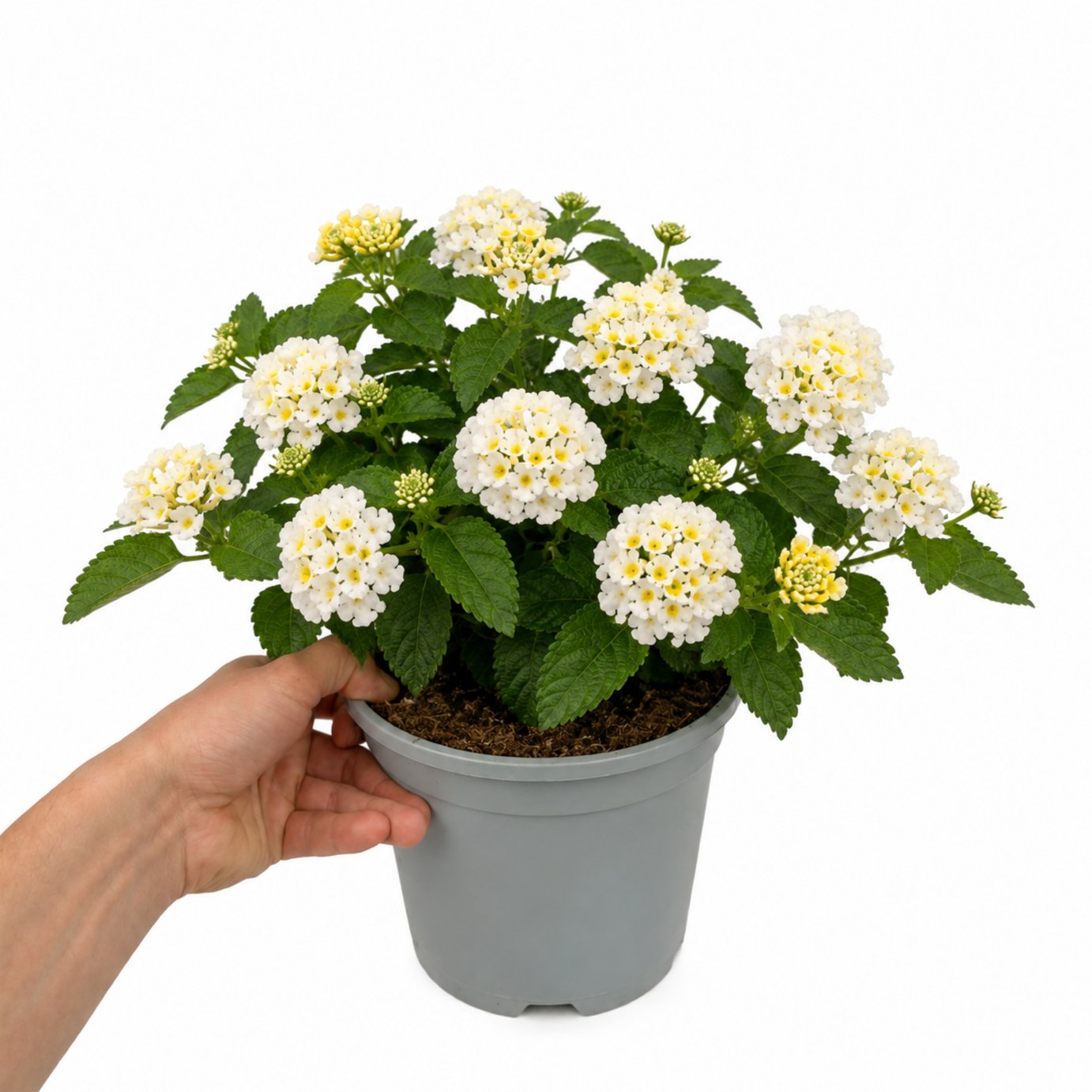 Accelopack Bandolista 40cm White Lantana Plant