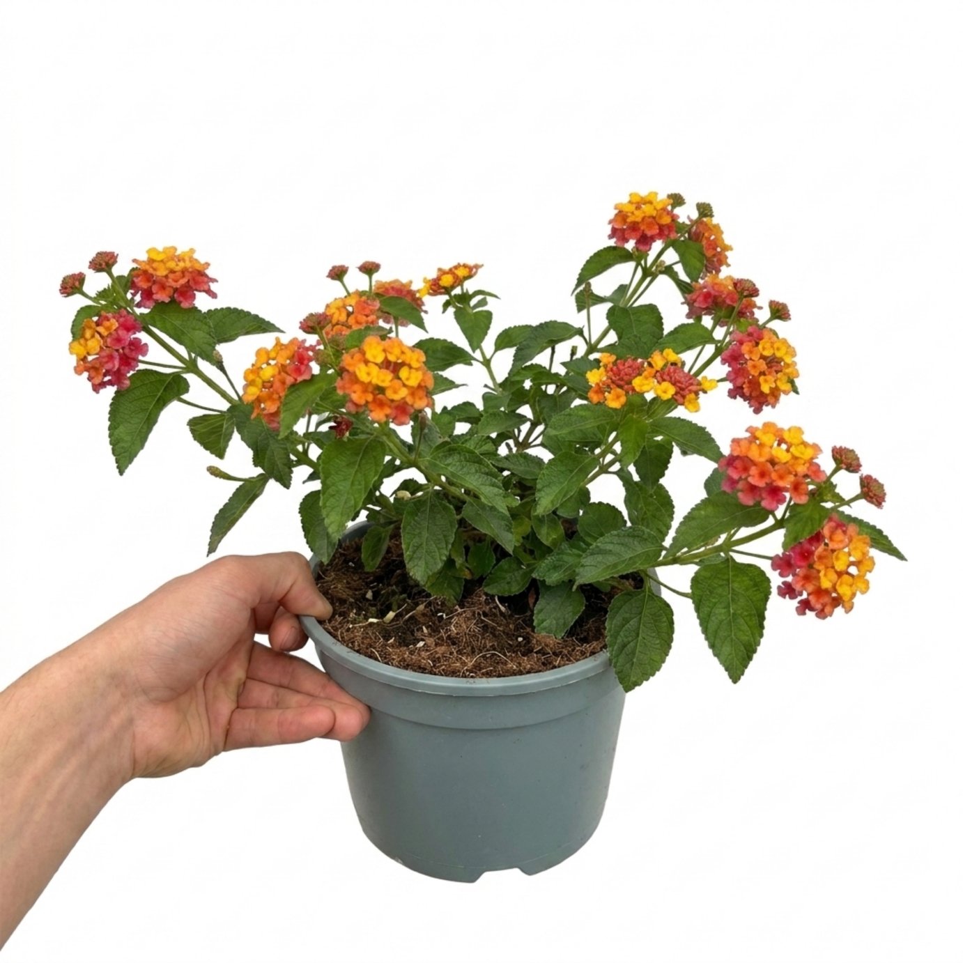Accelopack Bandolista 40cm Yellow Lantana Plant