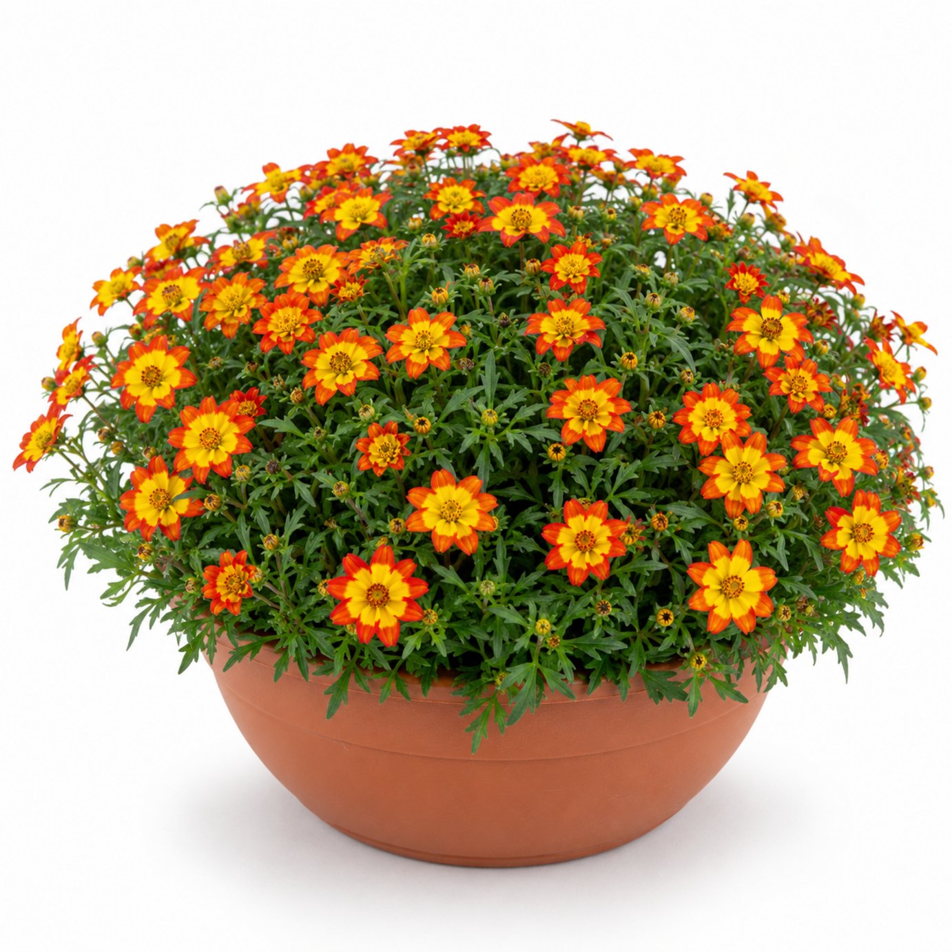 Accelopack Taka Tuka 30cm Orange Bidens Plant