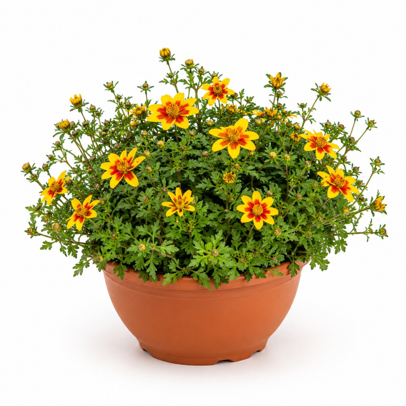 Accelopack Taka Tuka 30cm Yellow Bidens Plant