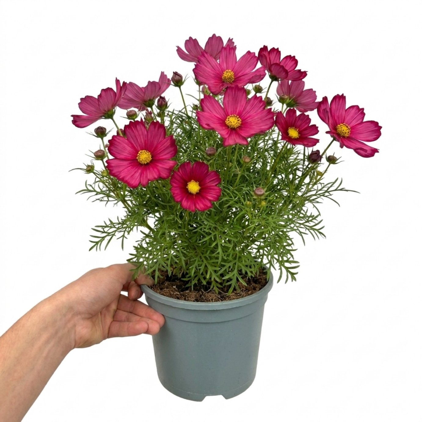 Accelopack Apollo 40cm Red Cosmos Plant