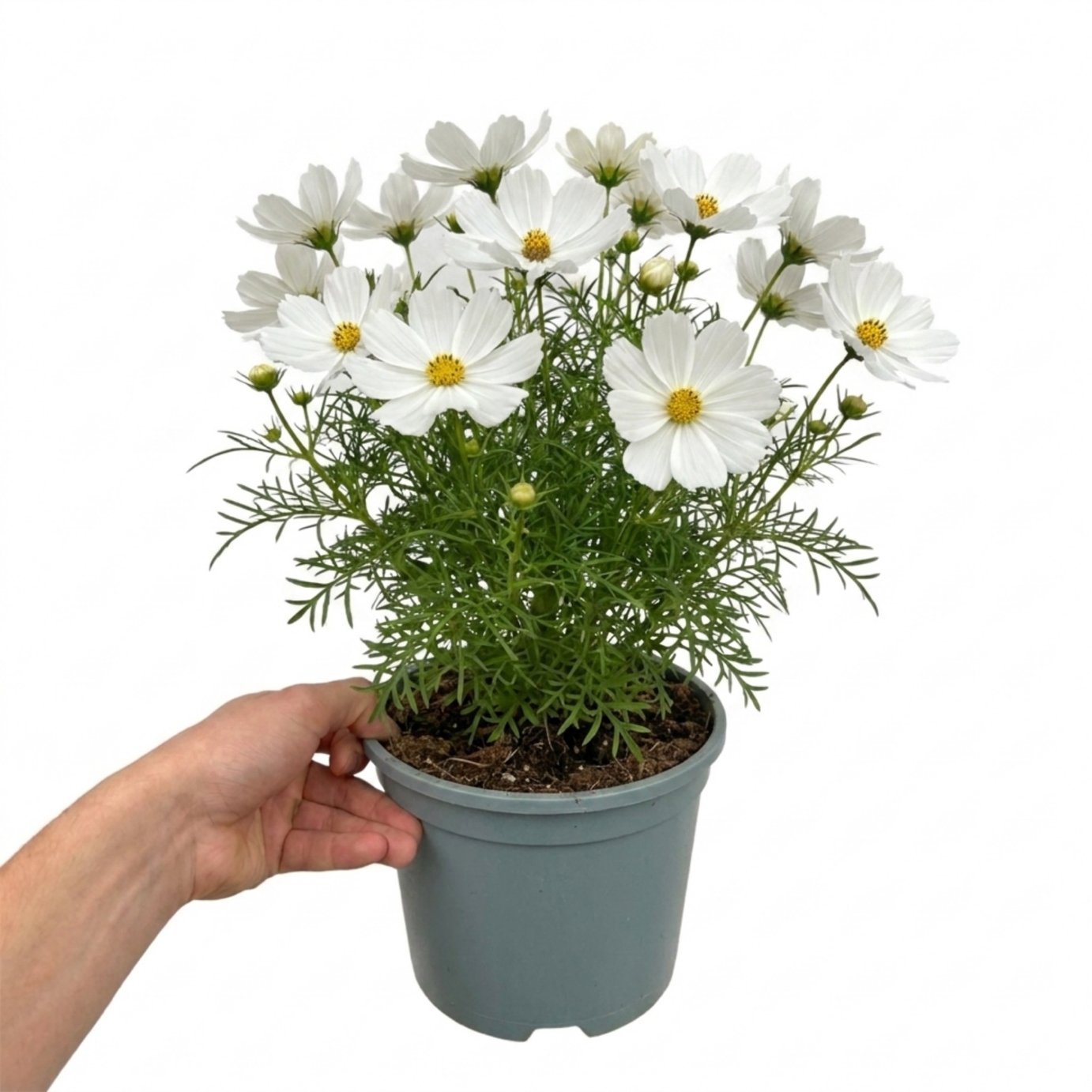 Accelopack Apollo 40cm White Cosmos Plant