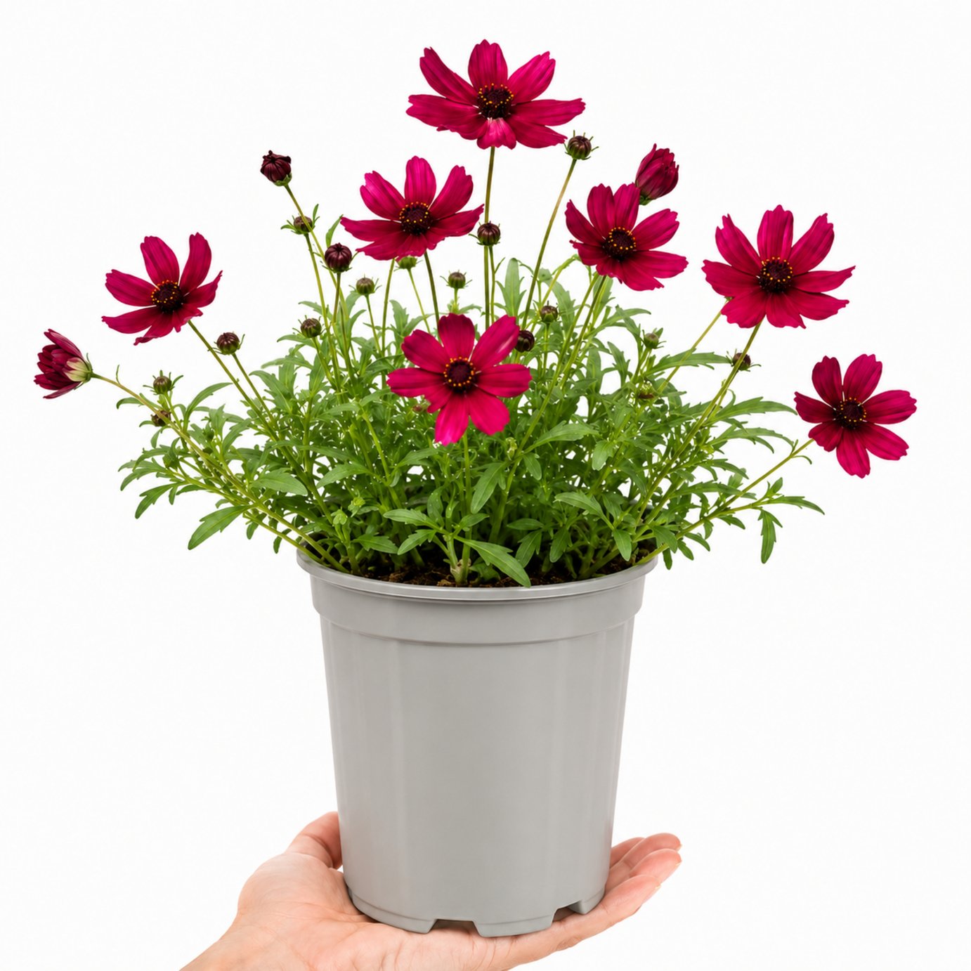 Accelopack Cherry Chocolate 40cm Red Cosmos Plant