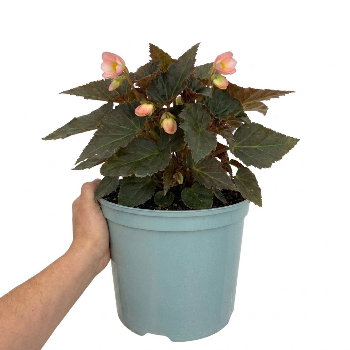 Accelopack Non Stop Mocca 60cm Pink Begonia Plant