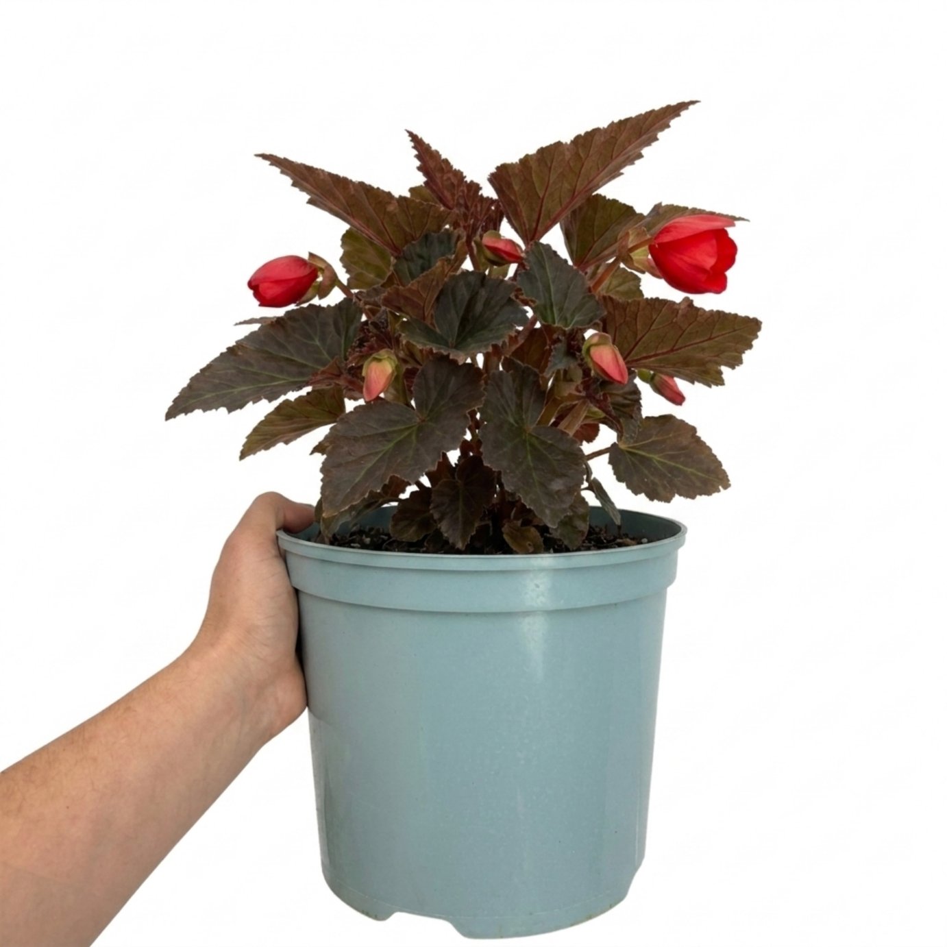 Accelopack Non Stop Mocca 60cm Red Begonia Plant