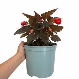 Accelopack Non Stop Mocca 60cm Red Begonia Plant