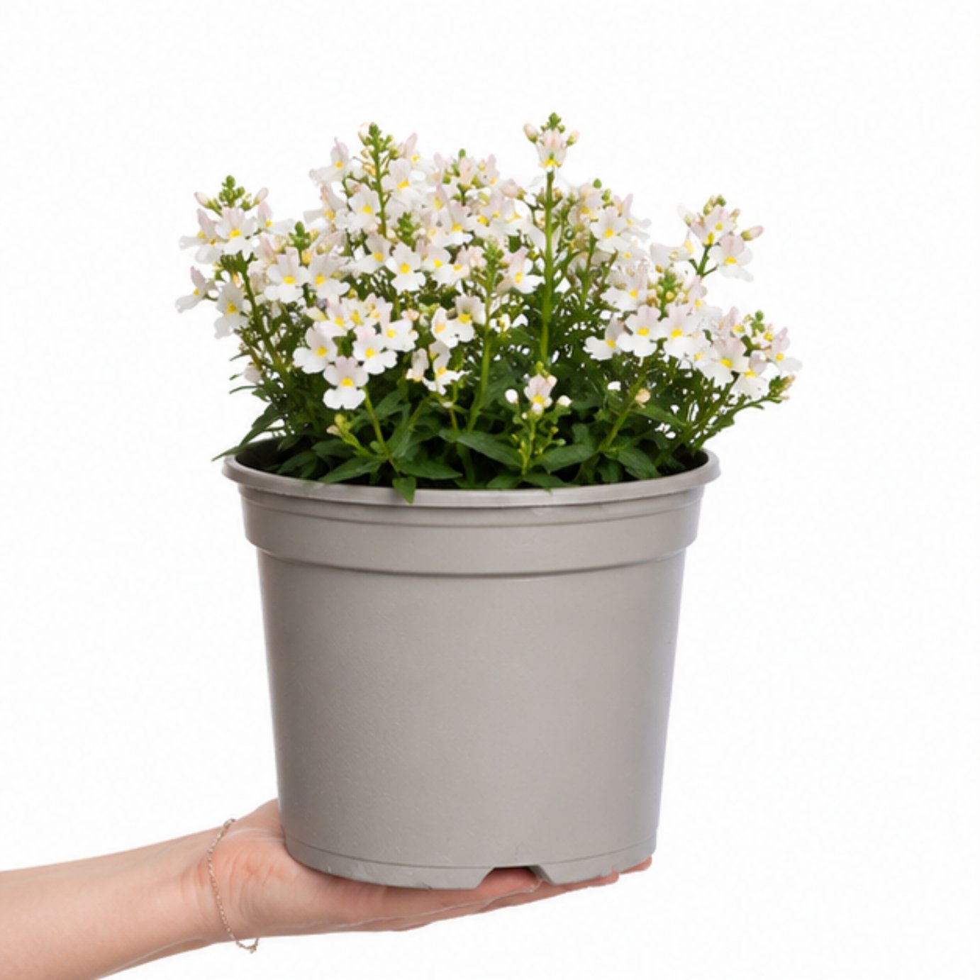 Accelopack Lady Mary 60cm White Nemesia Plant