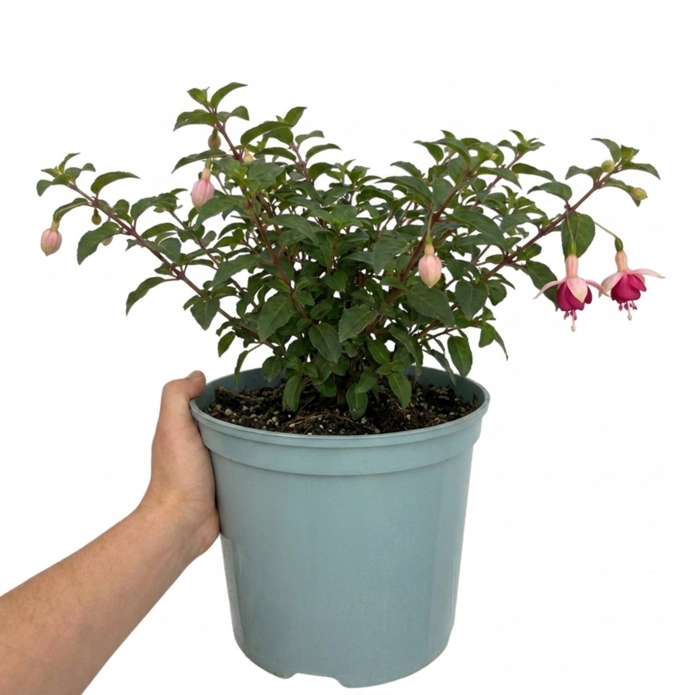 Accelopack Paula Jane 60cm Multicolour Fuchsia Plant