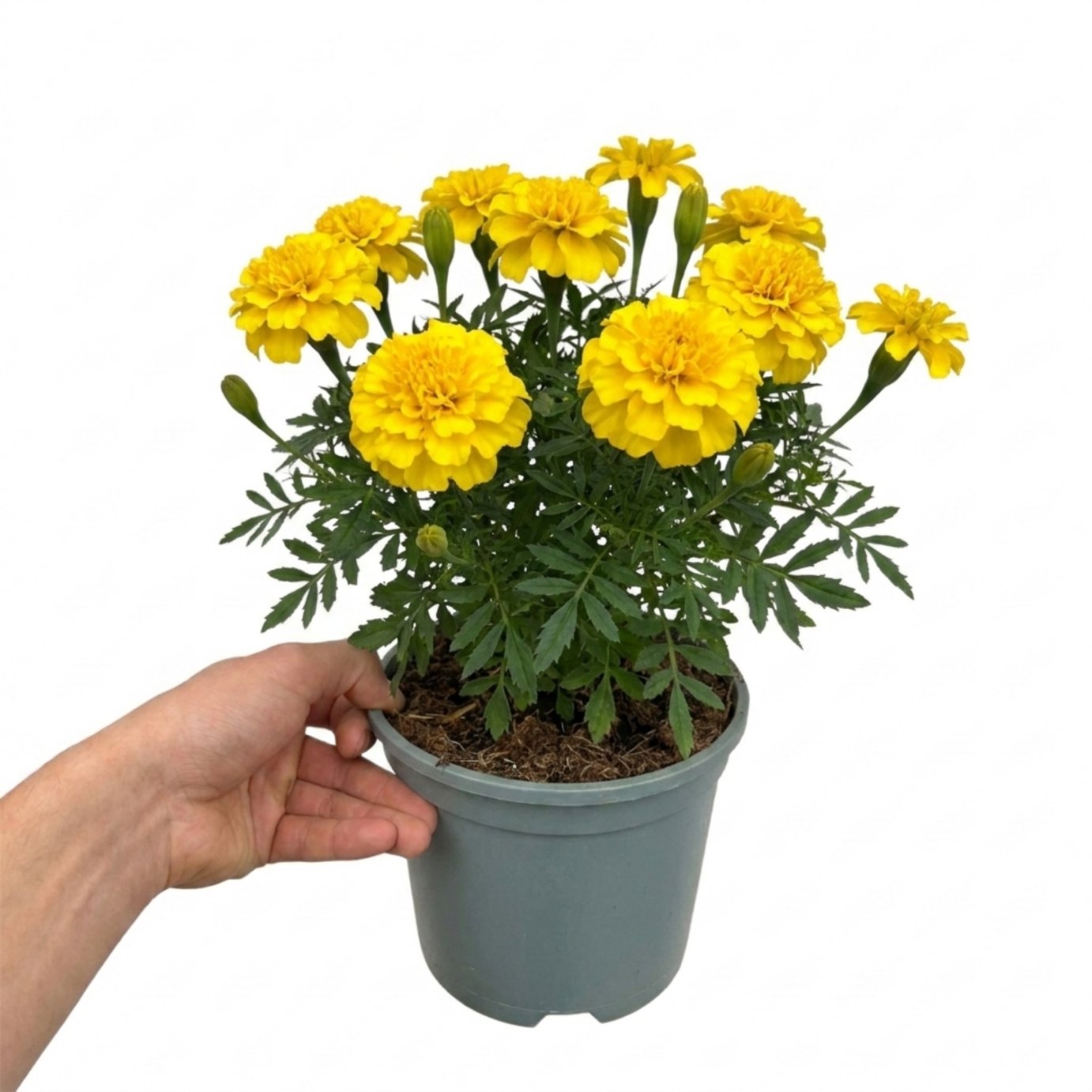 Accelopack Durango 40cm Yellow Marigold Plant