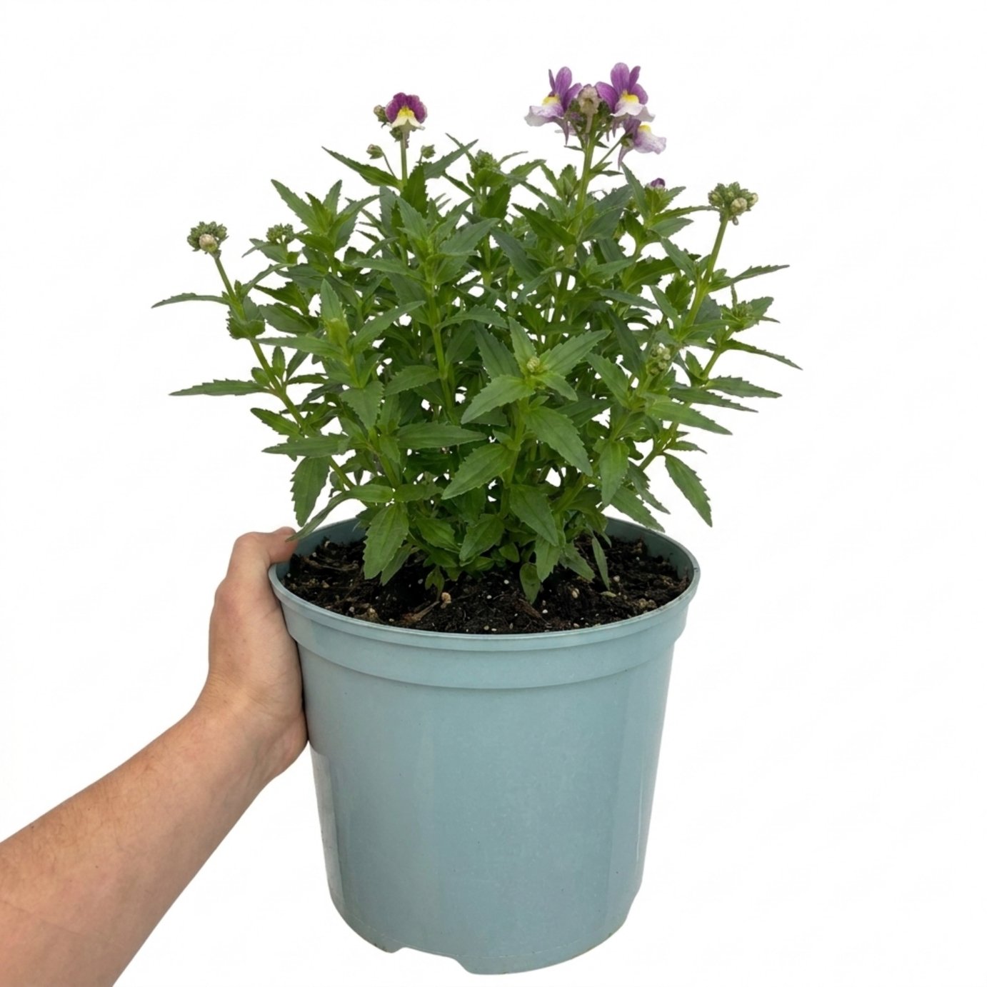 Accelopack Lady Kate 60cm Multicolour Nemesia Plant
