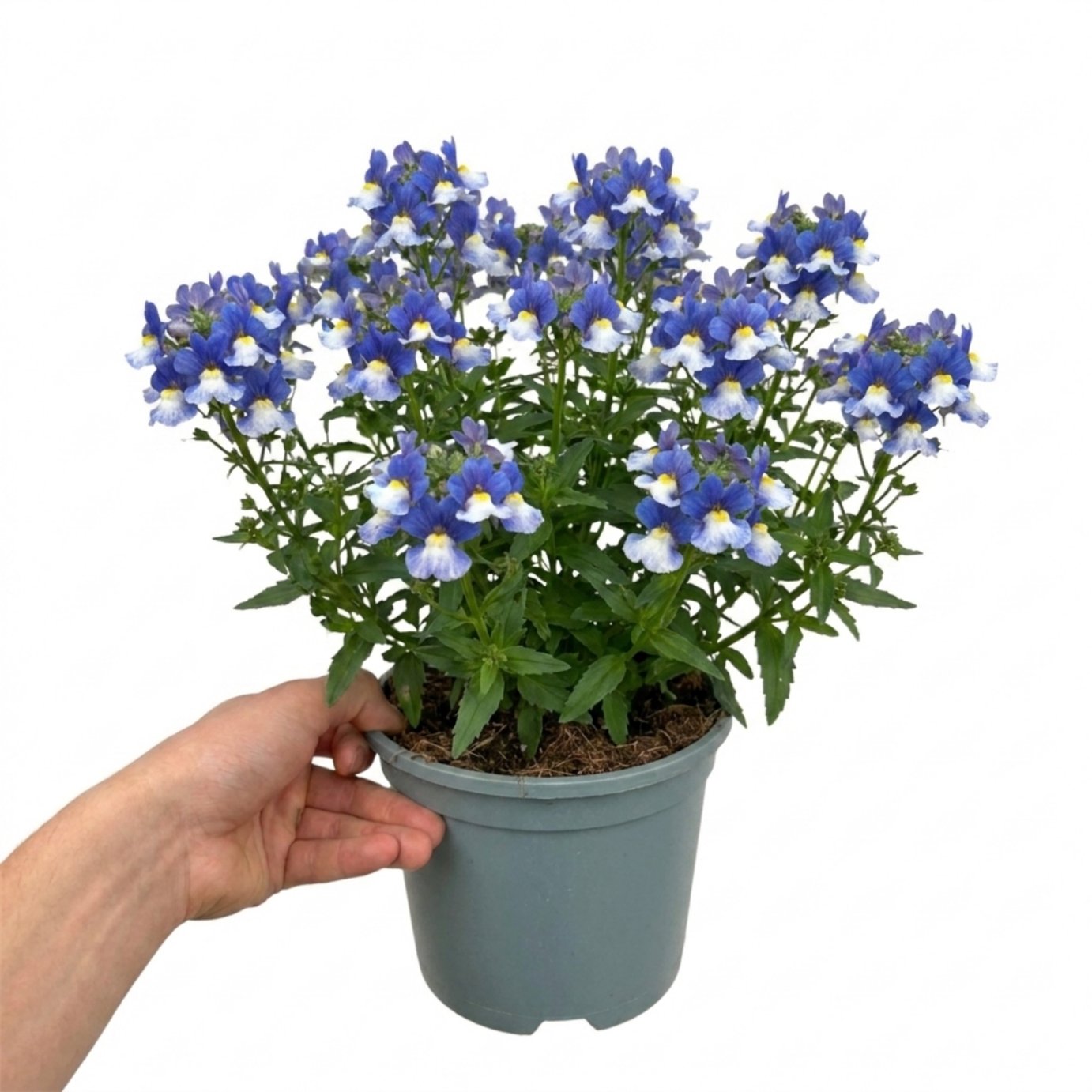 Accelopack Nuvo 40cm Blue Nemesia Plant