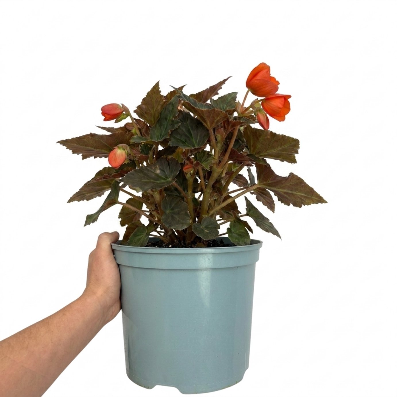 Accelopack Non Stop Mocca 60cm Orange Begonia Plant