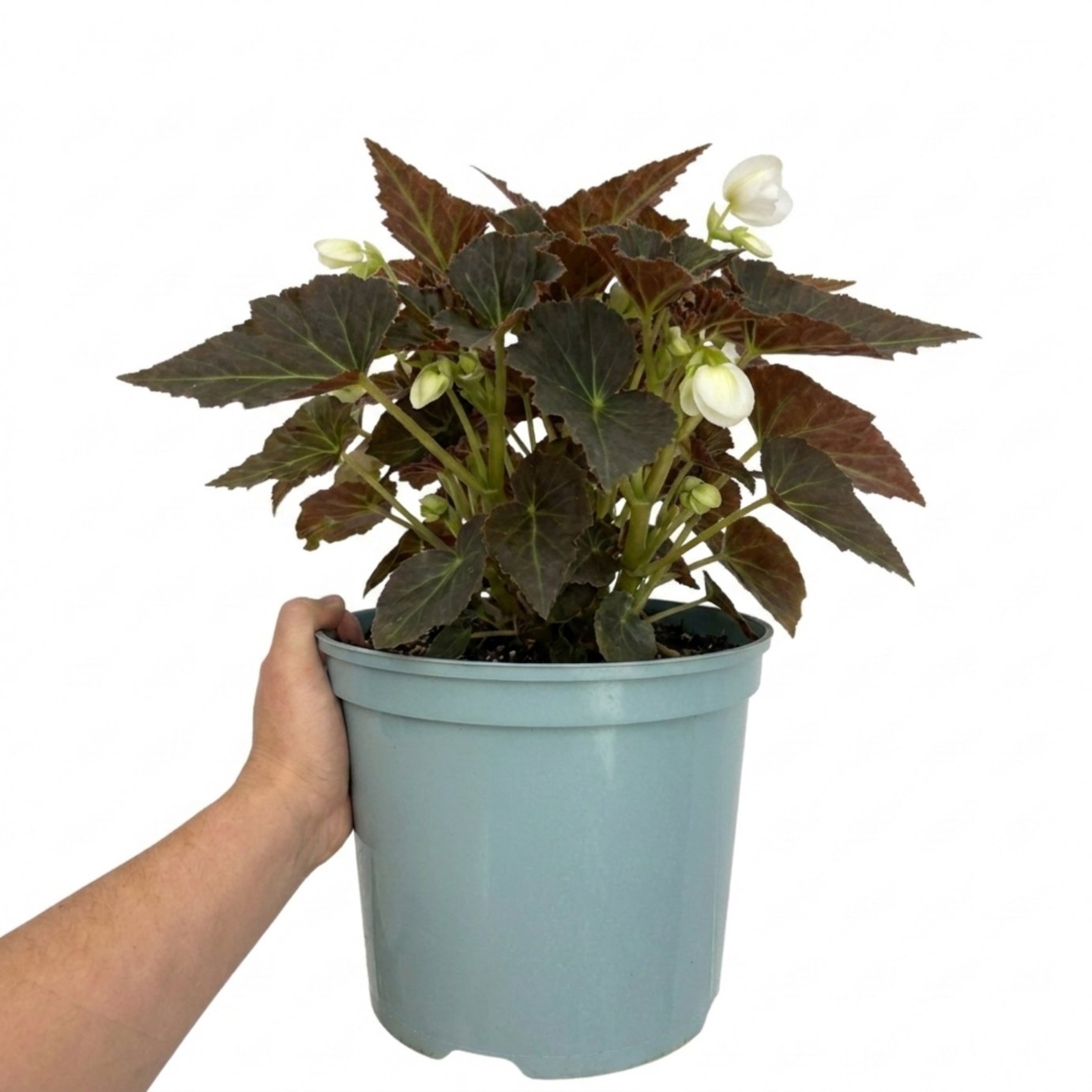 Accelopack Non Stop Mocca 60cm White Begonia Plant