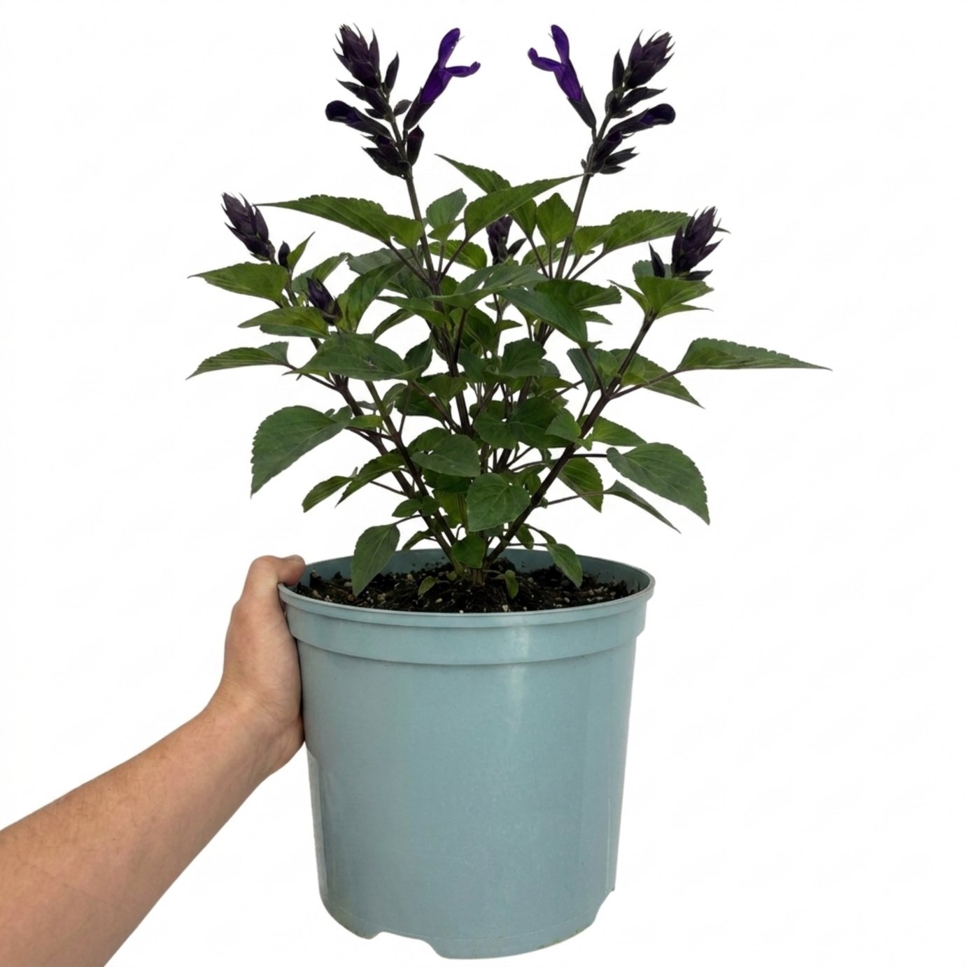 Accelopack Sangoons 60cm Multicolour Salvia Plant