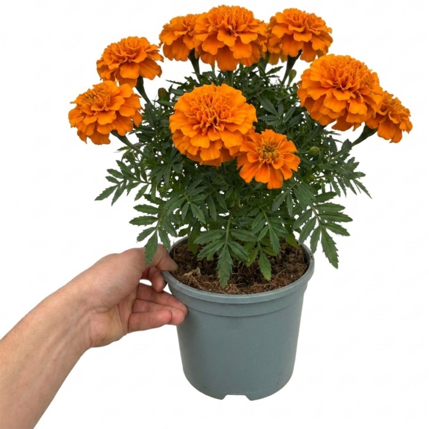 Accelopack Taishan 40cm Orange Marigold Plant
