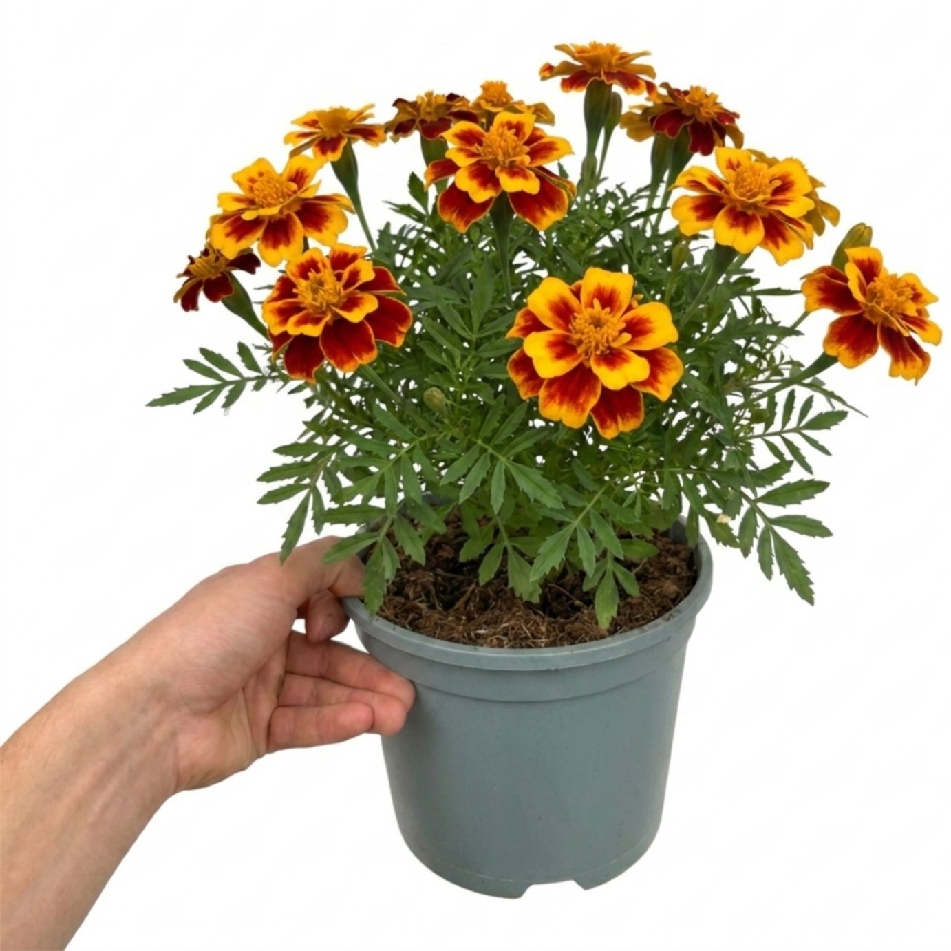 Accelopack Durango 40cm Orange Marigold Plant