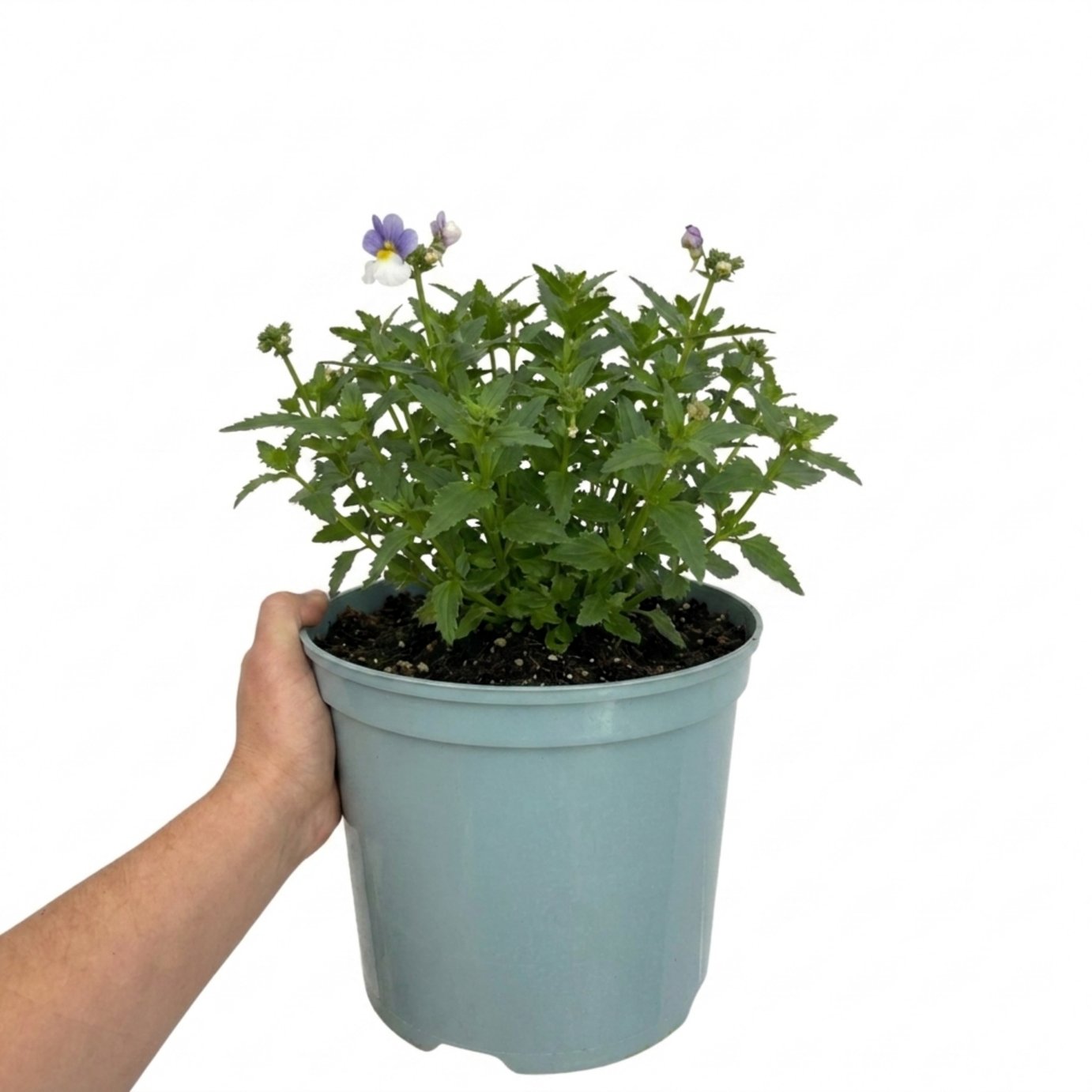 Accelopack Lady Lisa 60cm Purple Nemesia Plant