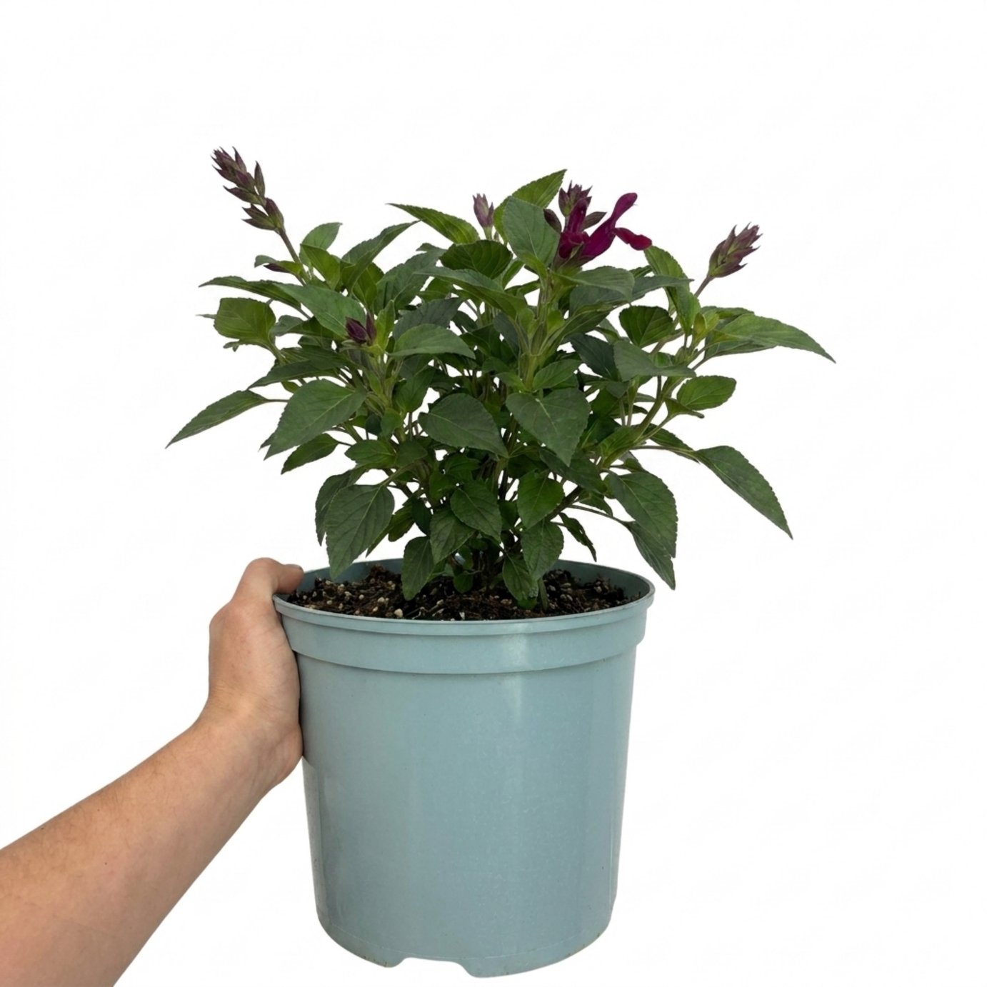 Accelopack Sangoons 60cm Purple Salvia Plant
