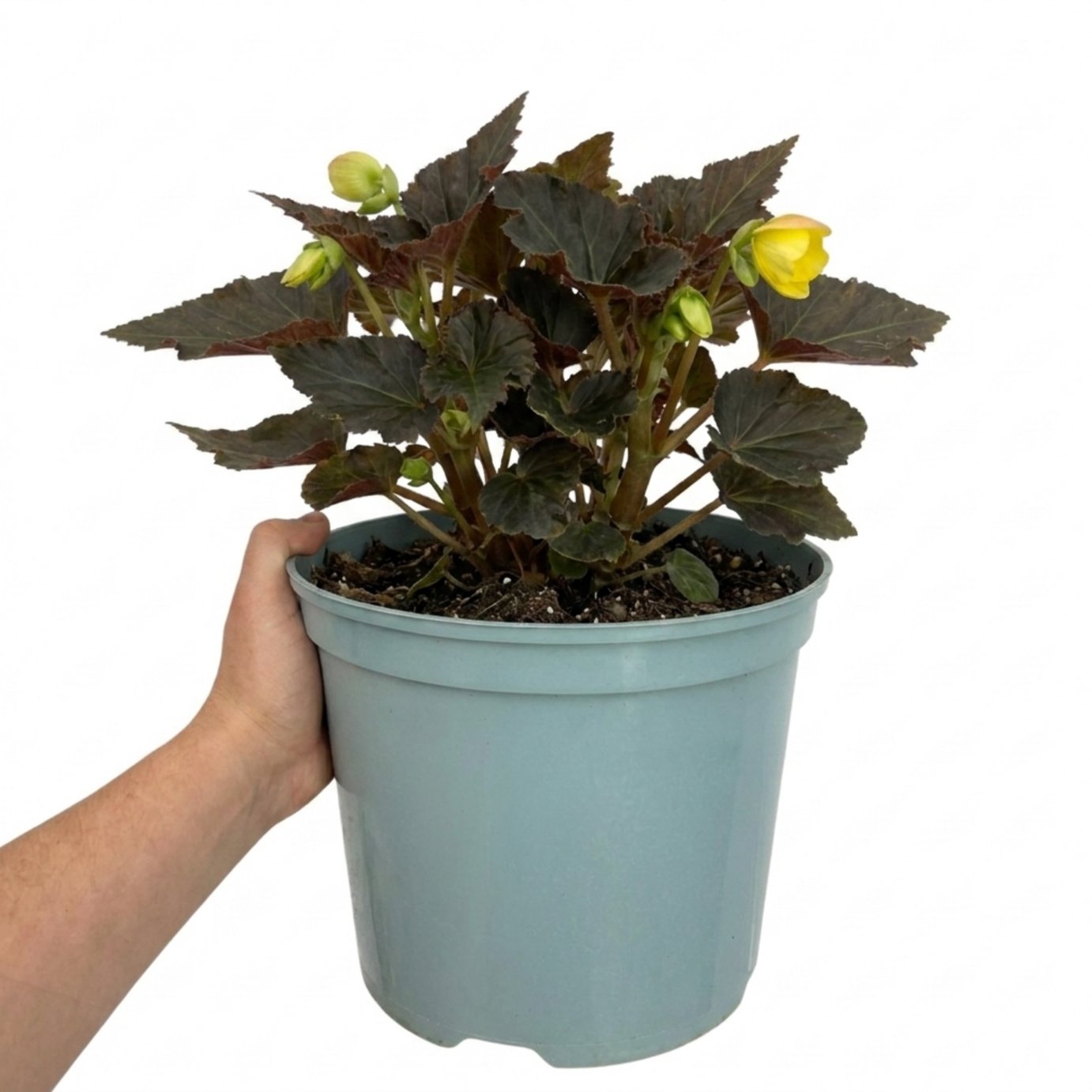Accelopack Non Stop Mocca 60cm Yellow Begonia Plant
