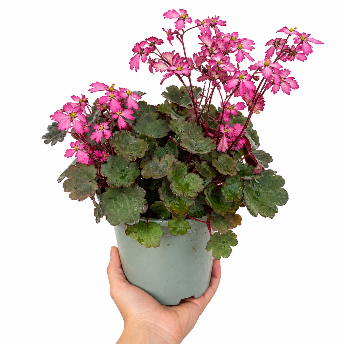 Doorstep Plants Saxifrage Dancing Pixies Toni Pink Perennial Plant