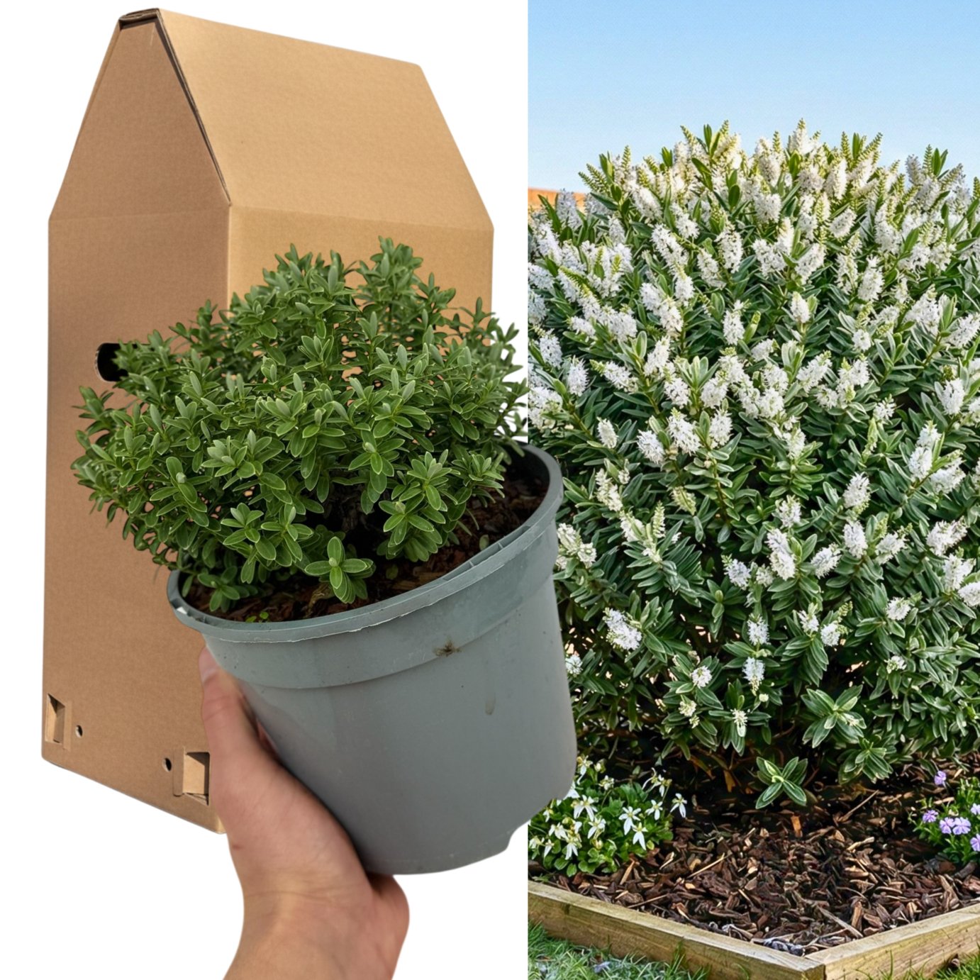 Doorstep Plants Hebe Sutherlandii White Shrub Plant