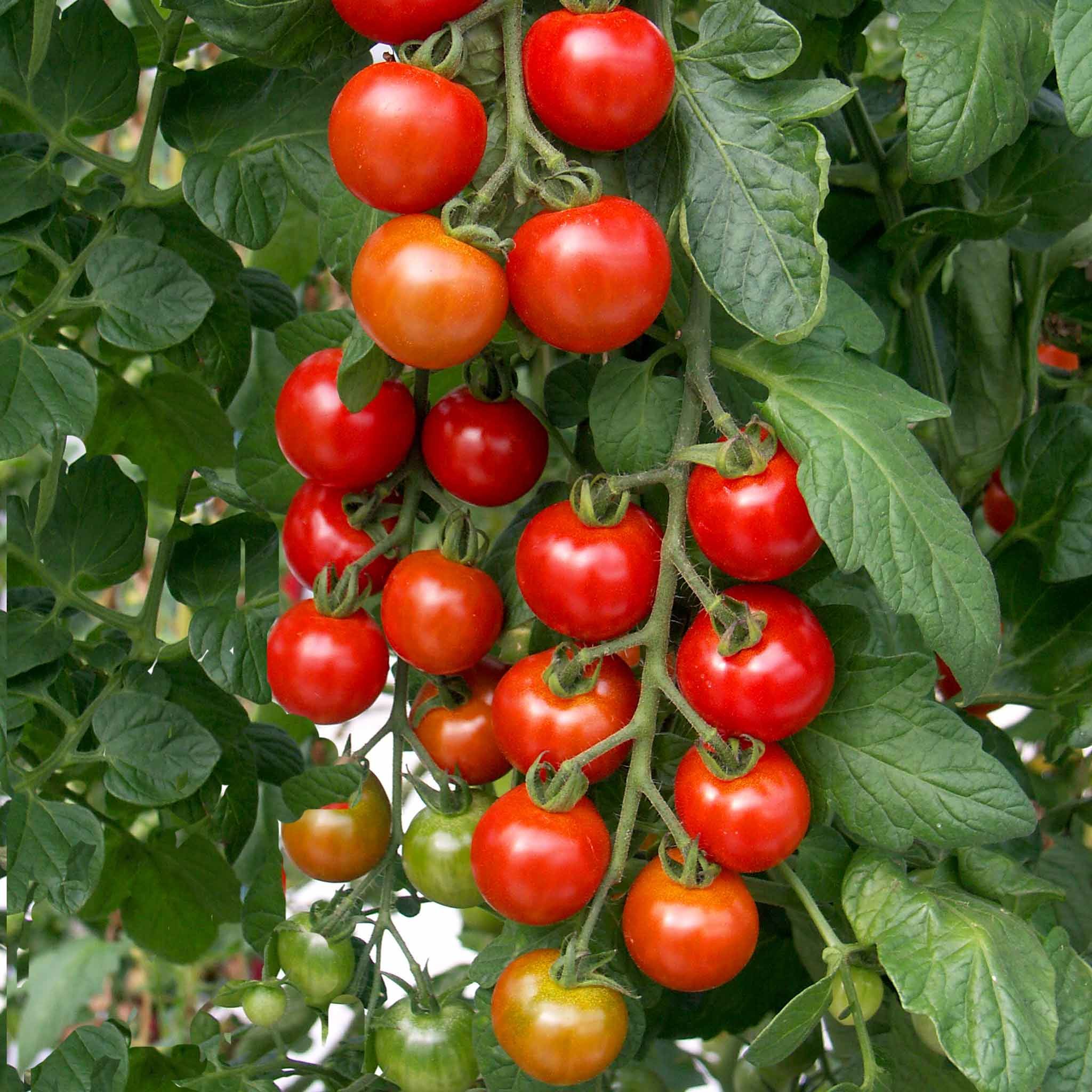 Marshalls Garden Cordon Tomato Seeds Shirley F1 - 20 Seeds