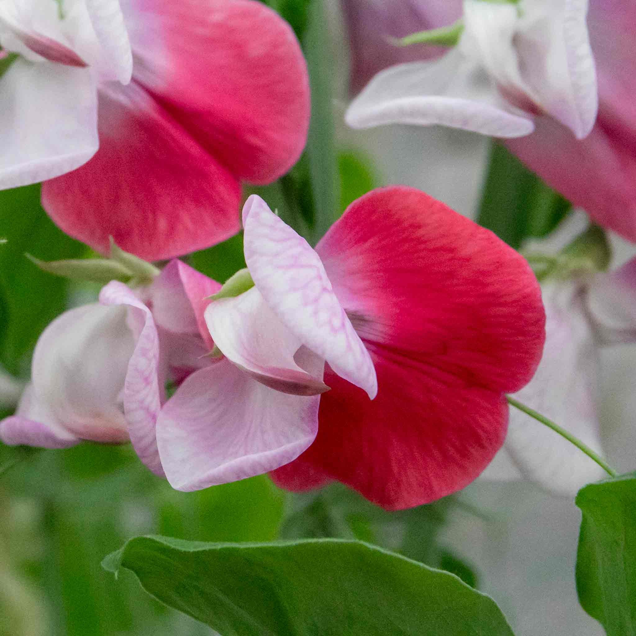 Unwins Sweet Pea Seeds 'Little Red Riding Hood' - 21 Seeds
