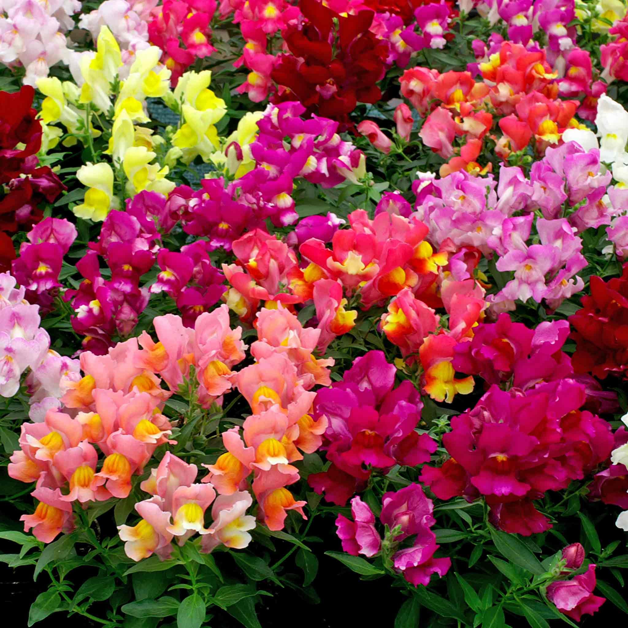 Marshalls Garden Antirrhinum Seeds 'Snappy Mix' - 75 Seeds
