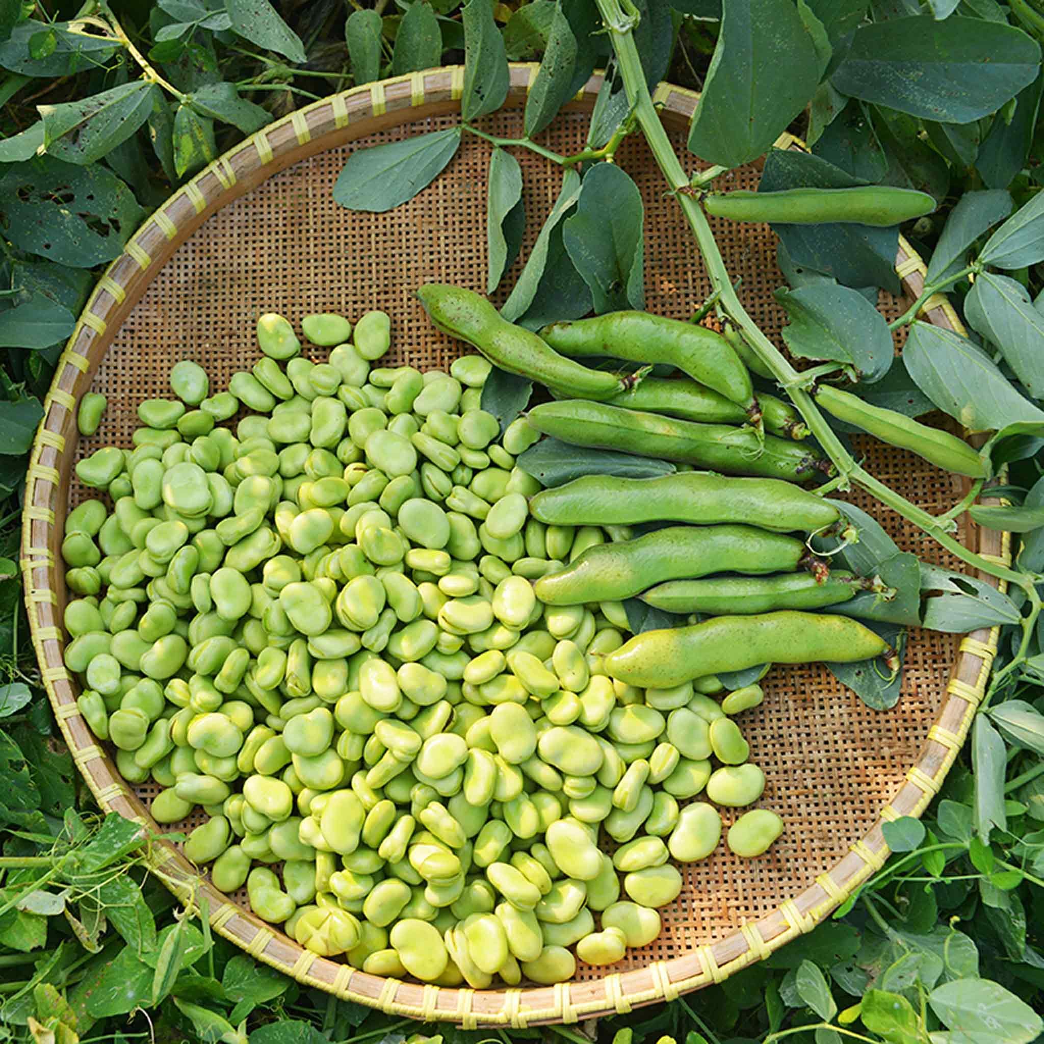 Marshalls Garden Broad Bean Seeds 'The Sutton' - Compact Rhs Award - 65 Seeds