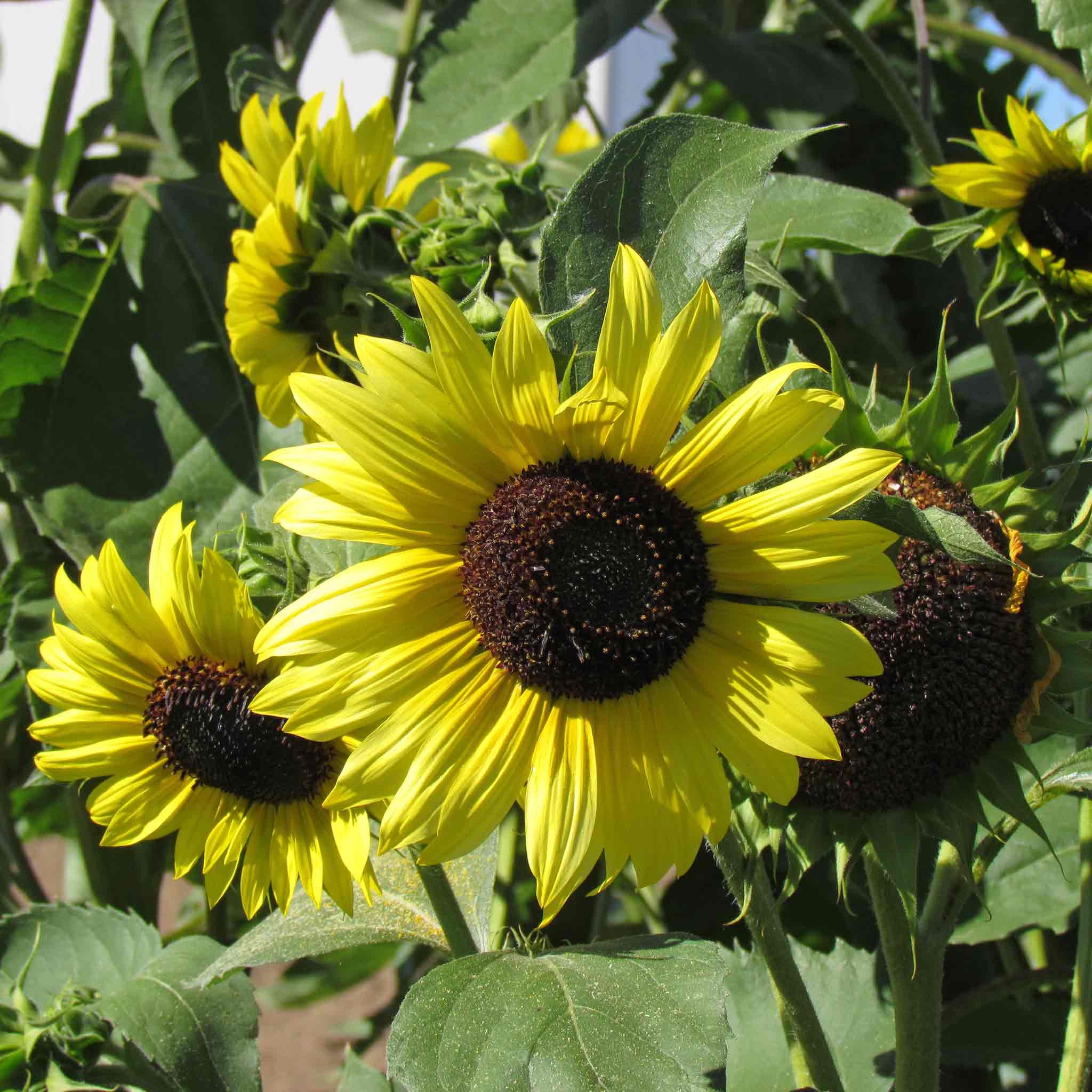 Unwins Sunflower 'Lemon Moonshine' - 25 Seeds