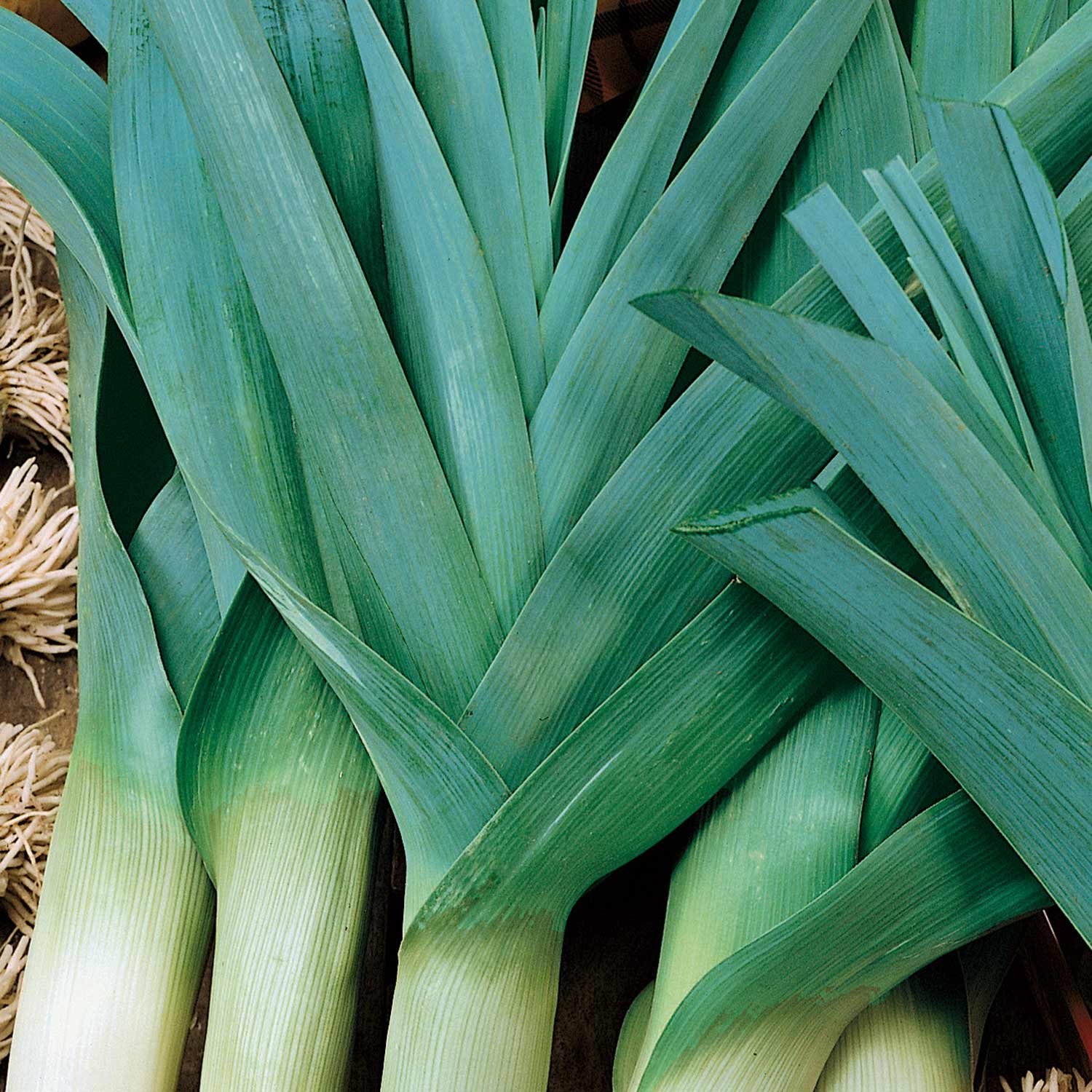 Marshalls Garden Leek Seeds Organic 'Caraten 2' - 500 Seeds