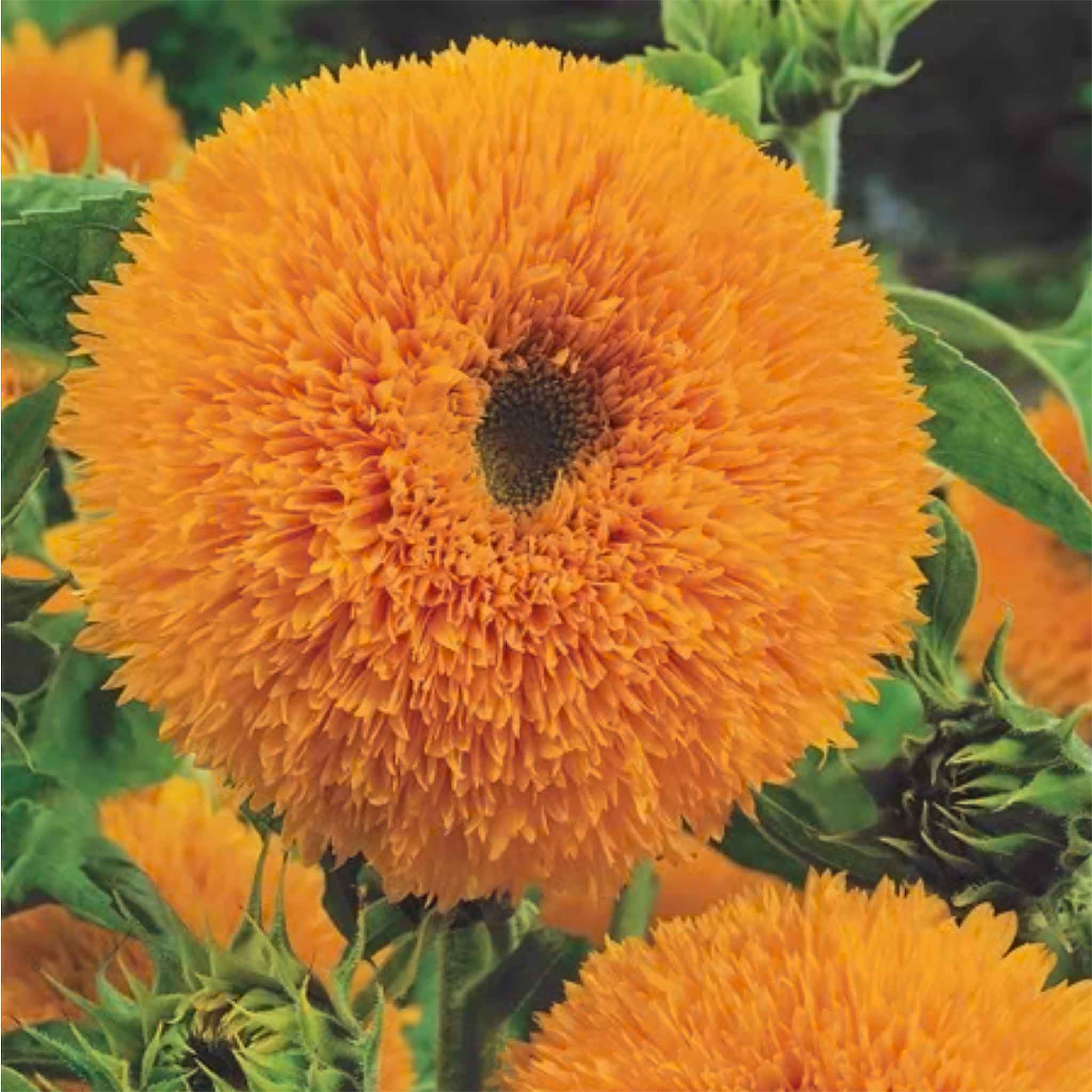 Unwins Sunflower Seeds 'Teddy Bear' - 35 Seeds