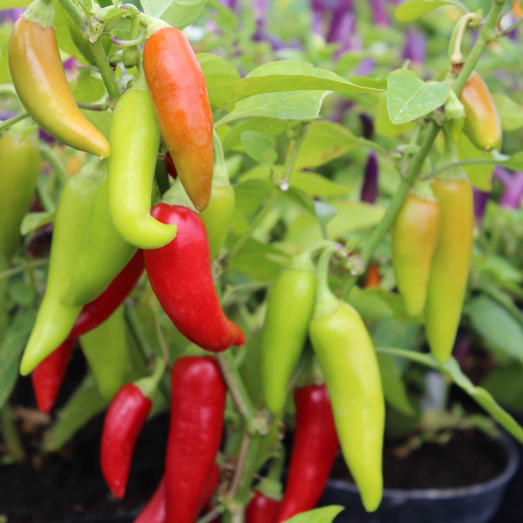 Marshalls Garden Chilli Pepper Seeds 'Sizzler' - 8 Seeds