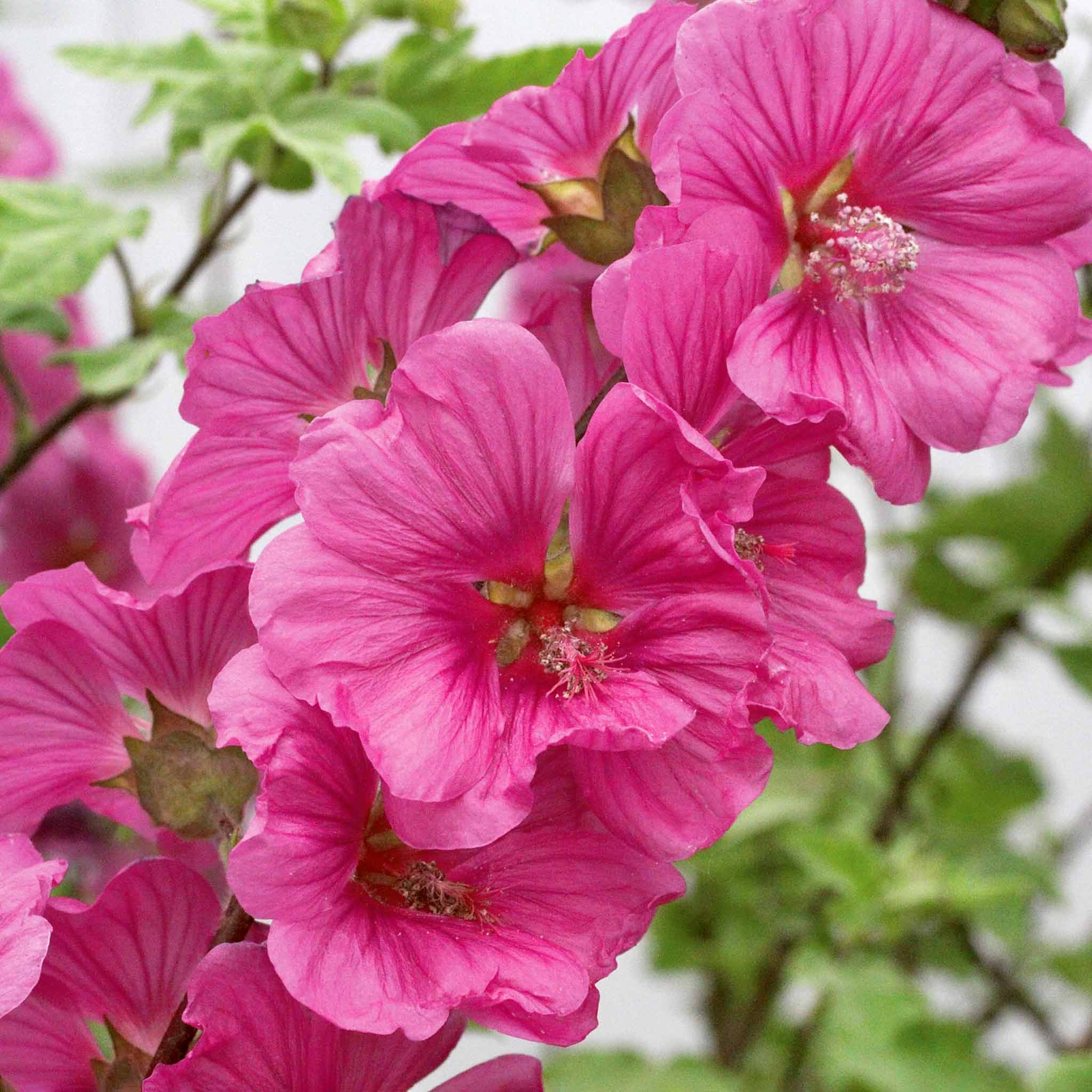 Marshalls Garden Lavatera 'Red'  - 3 x 9cm Plants