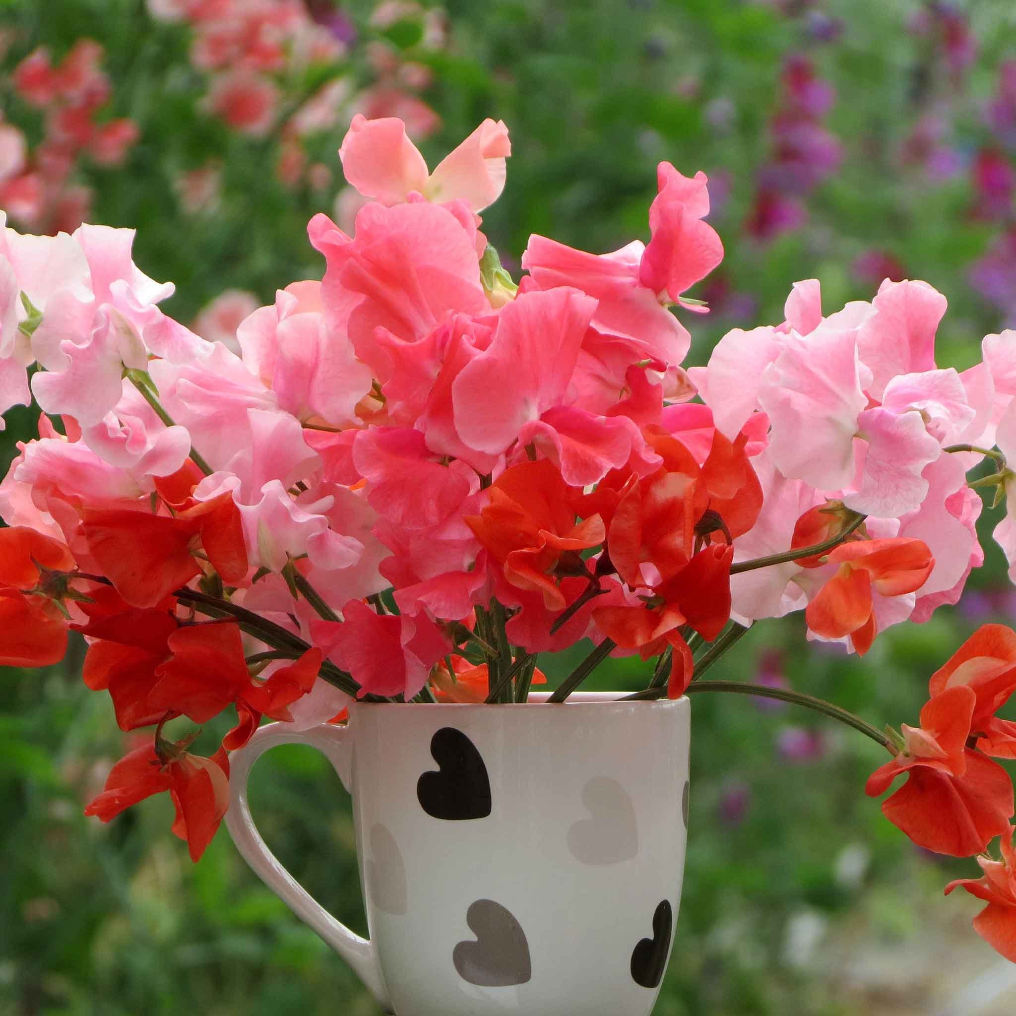 Unwins Sweet Pea Seeds 'Peach Melba Mix' - 21 Seeds