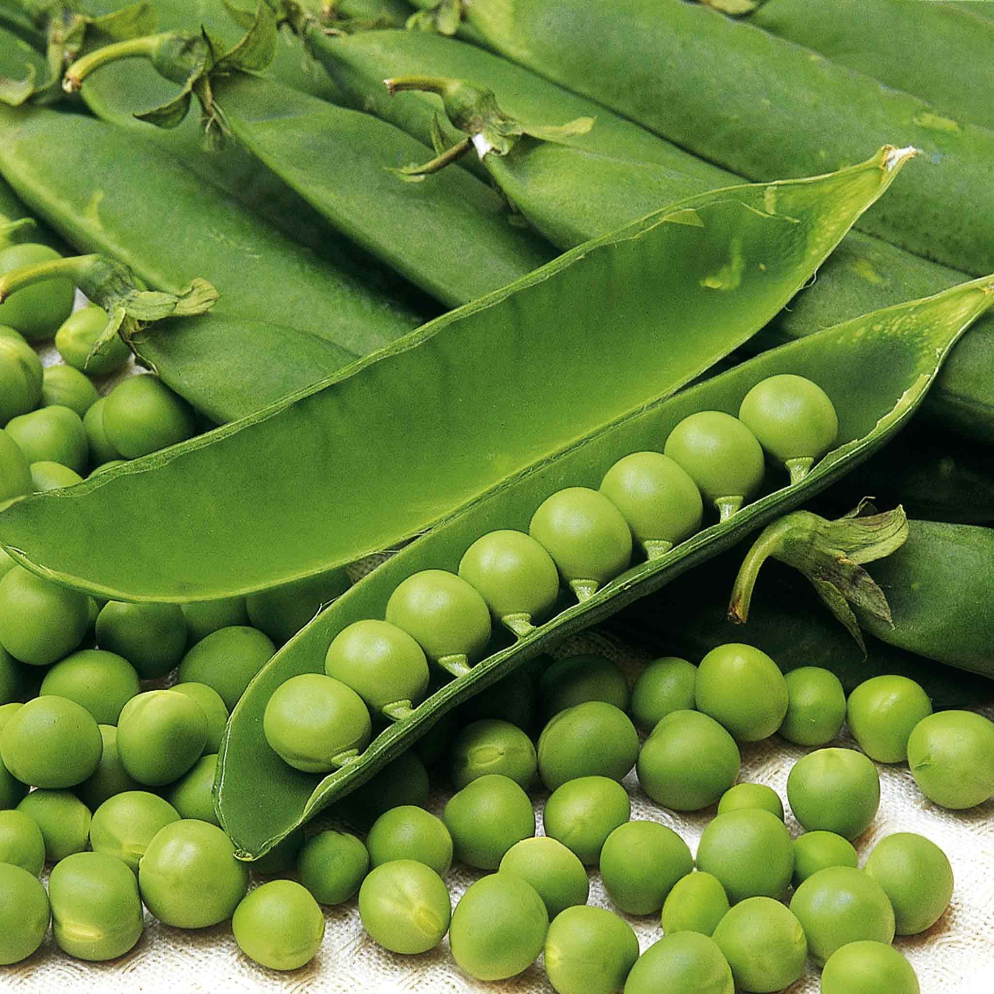 Unwins Pea Seeds 'Douce Provence' - 270 Seeds