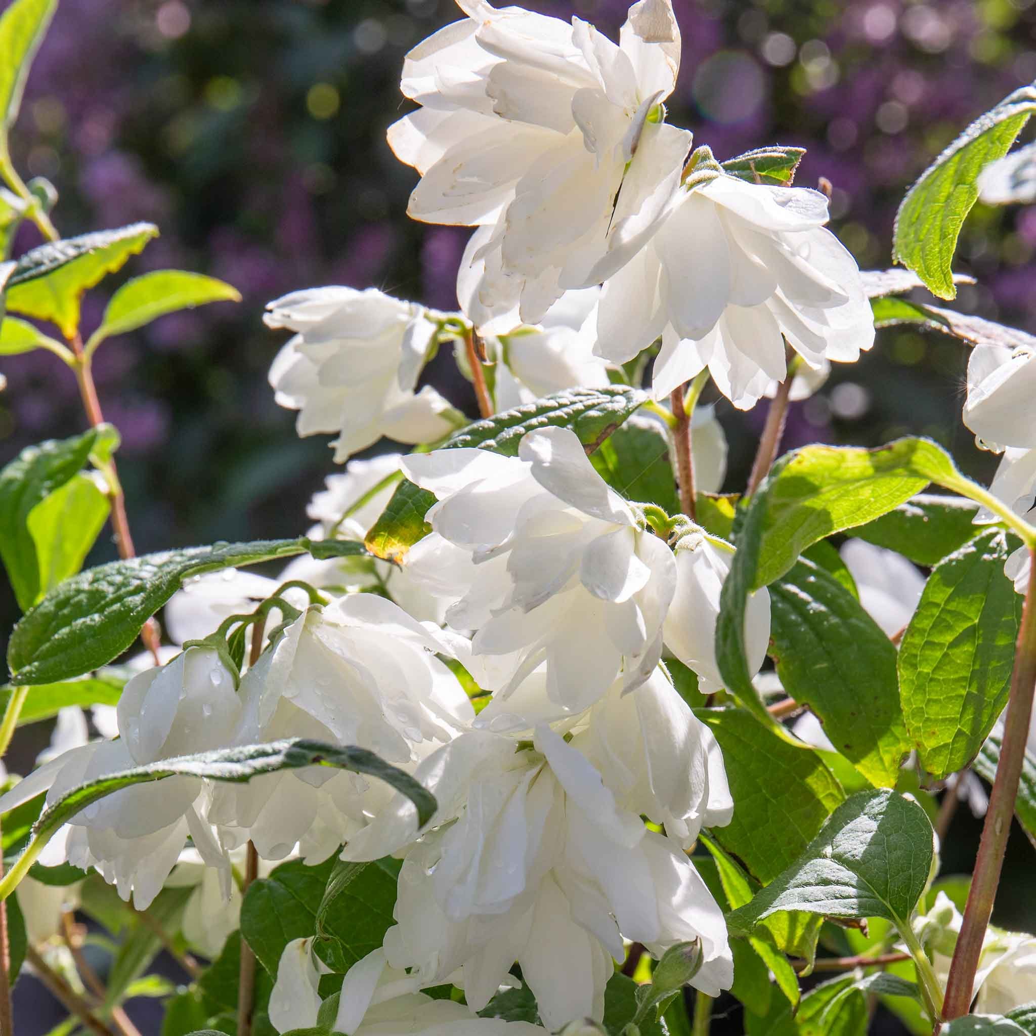 Marshalls Garden Philadelphus Snowbelle - Compact Mock Orange - 3 Litre Plant