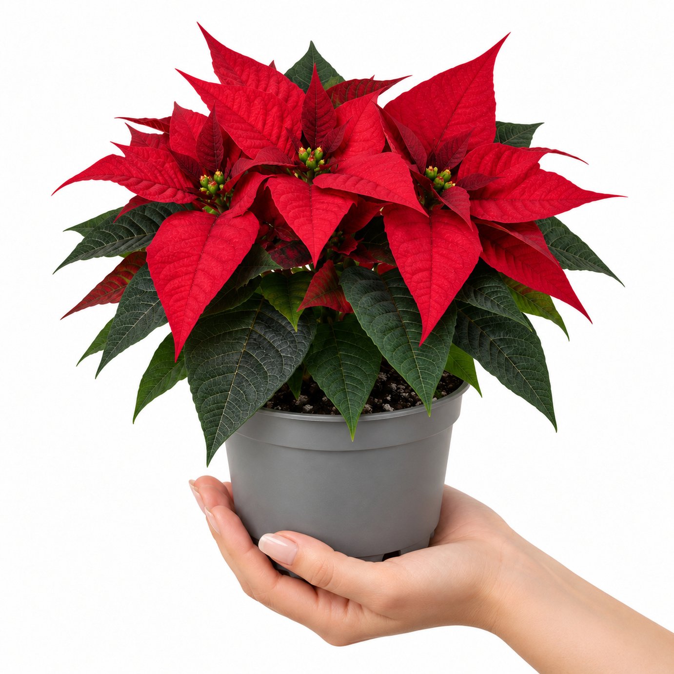 Doorstep Plants Poinsettia Red House Plant
