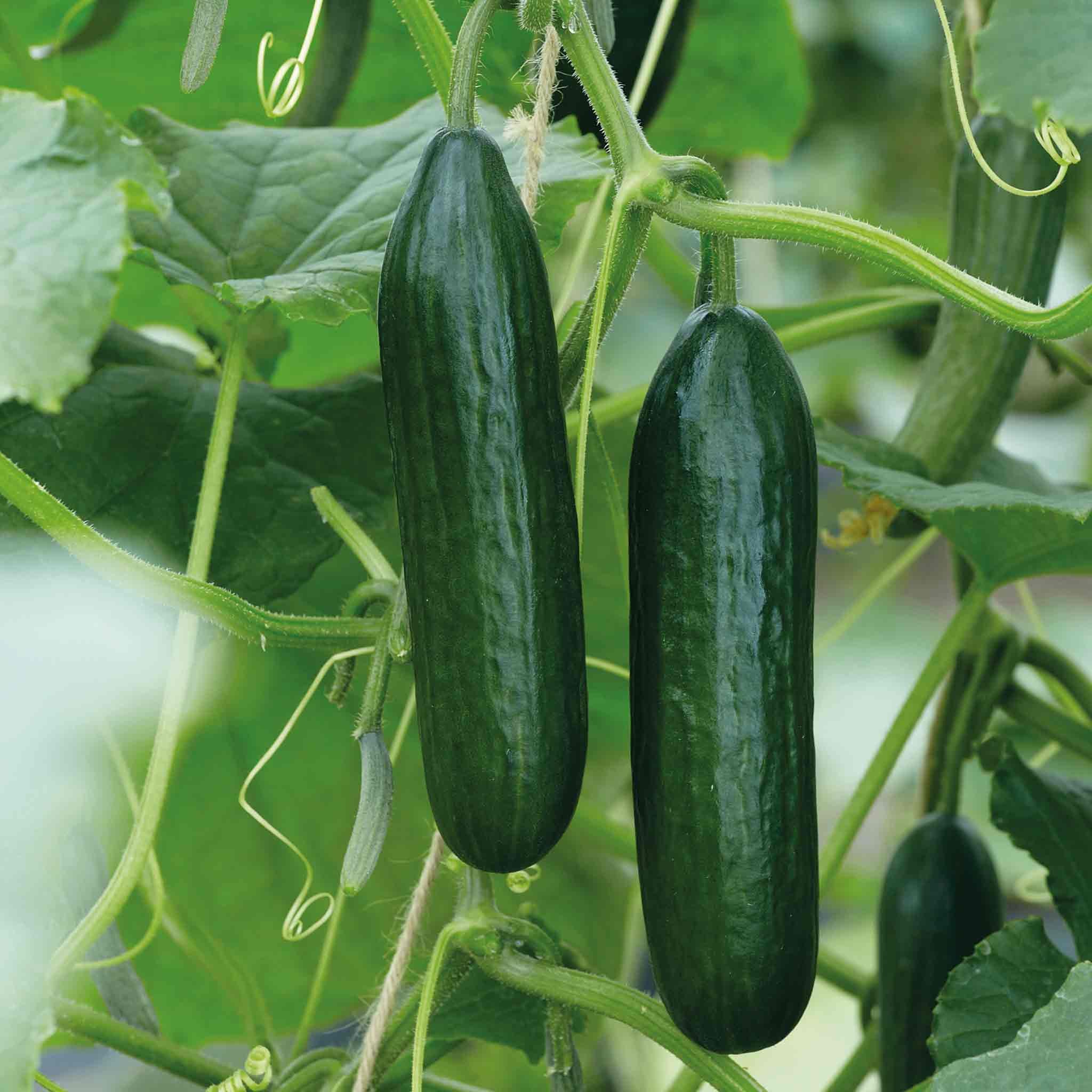 Marshalls Garden Cucumber Seeds 'Mini' F1, Early Snack-Sized Variety - 6 Seeds