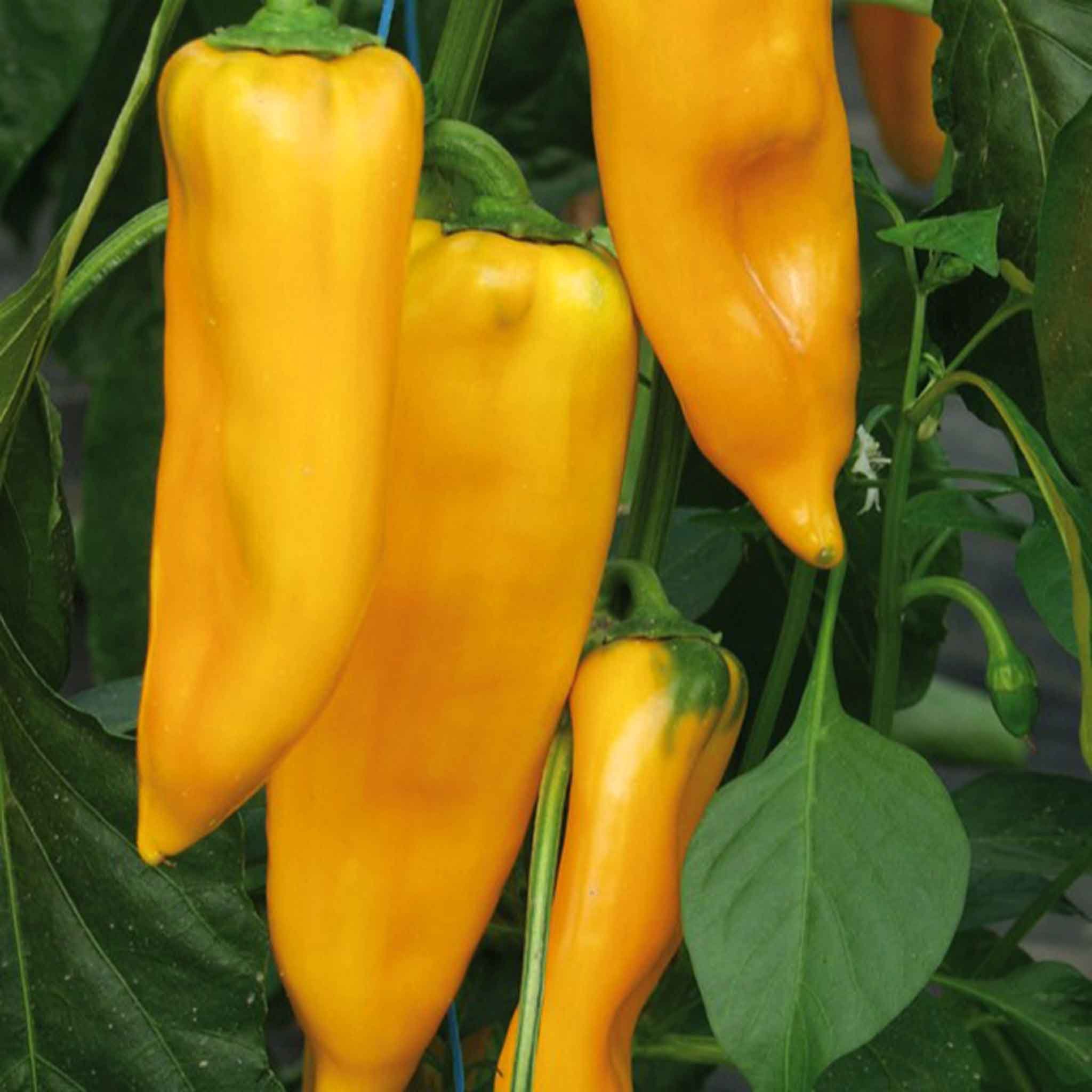 Marshalls Garden Pepper Seeds 'Sweet Palladio' F1 - 8 Seeds