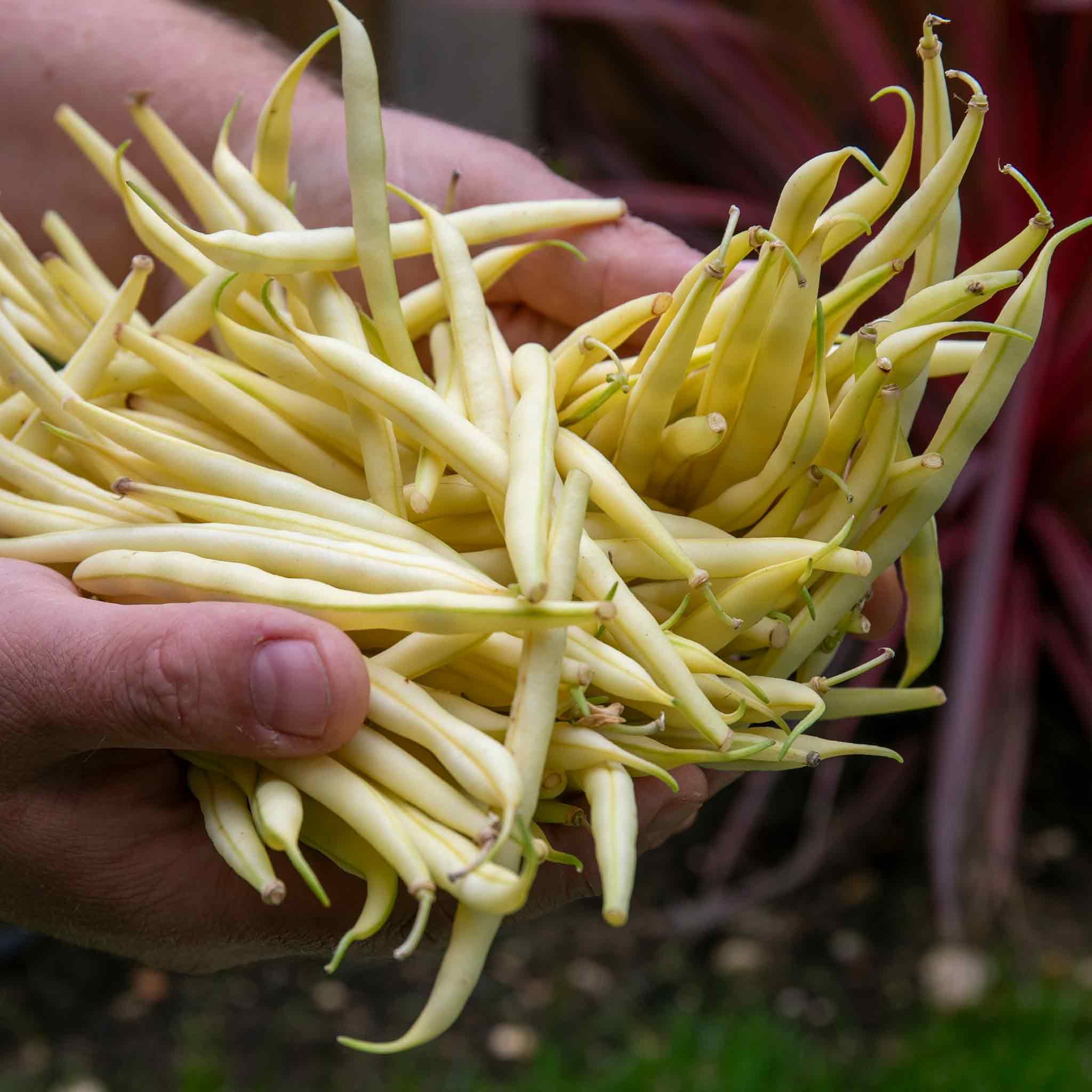 Marshalls Garden French Bean Dwarf 'Voltage' Seeds - 160 Seeds