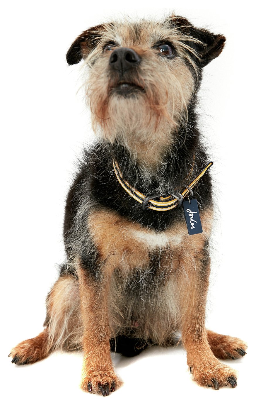 Results For Inflatable Dog Collar