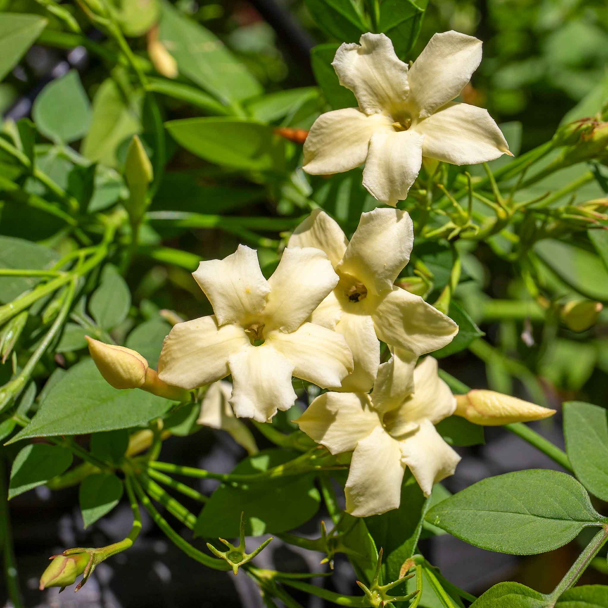 Marshalls Garden Jasmine 'Clotted Cream' - 3 x 9cm Plants
