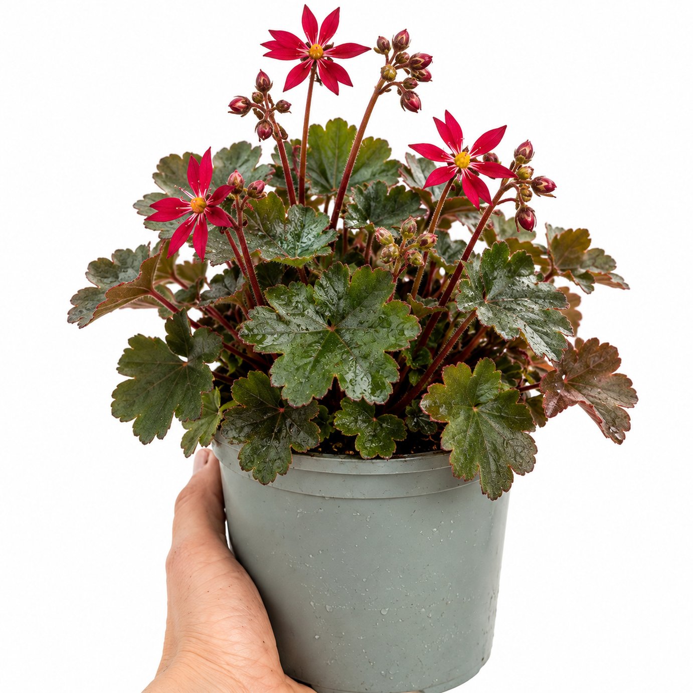 Doorstep Plants Saxifrage Dancing Pixies Taja Pink Perennial Plant