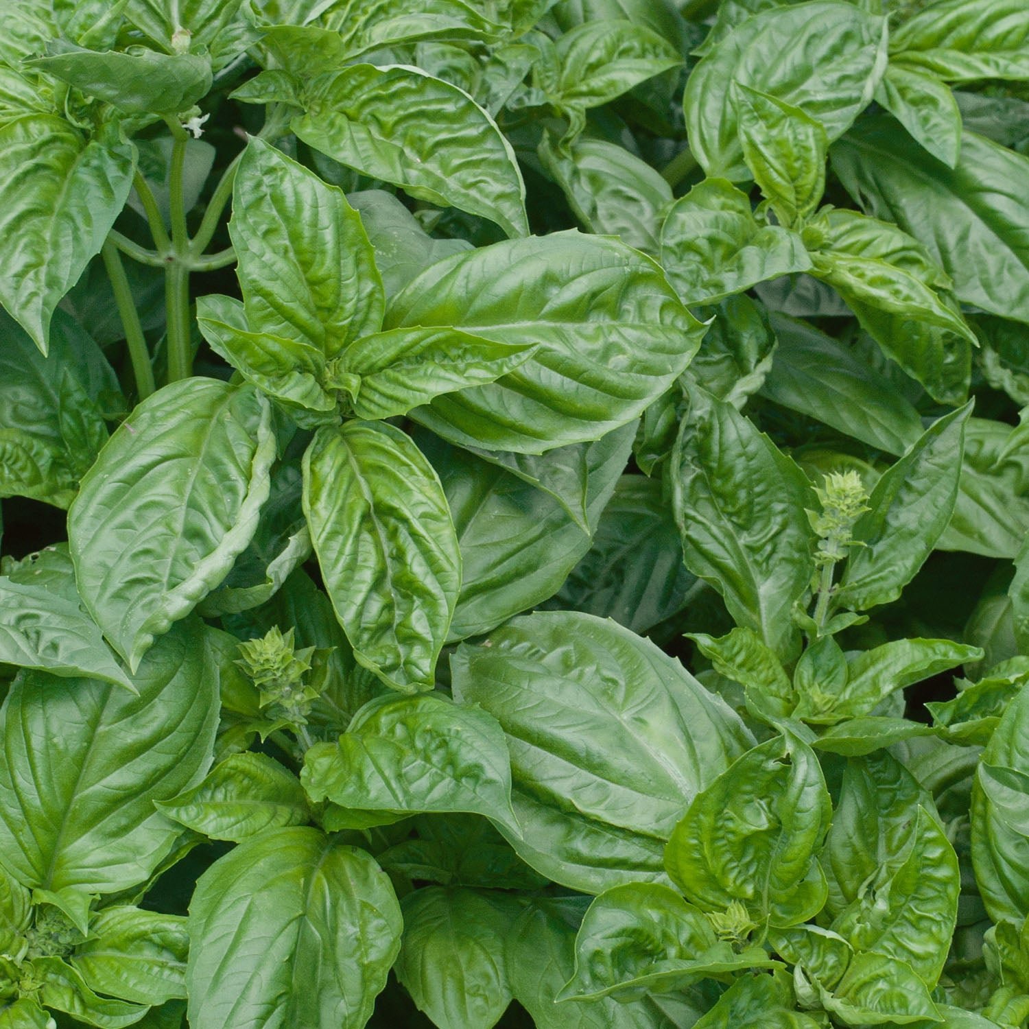 Unwins Basil Seeds Italian - 550 Seeds