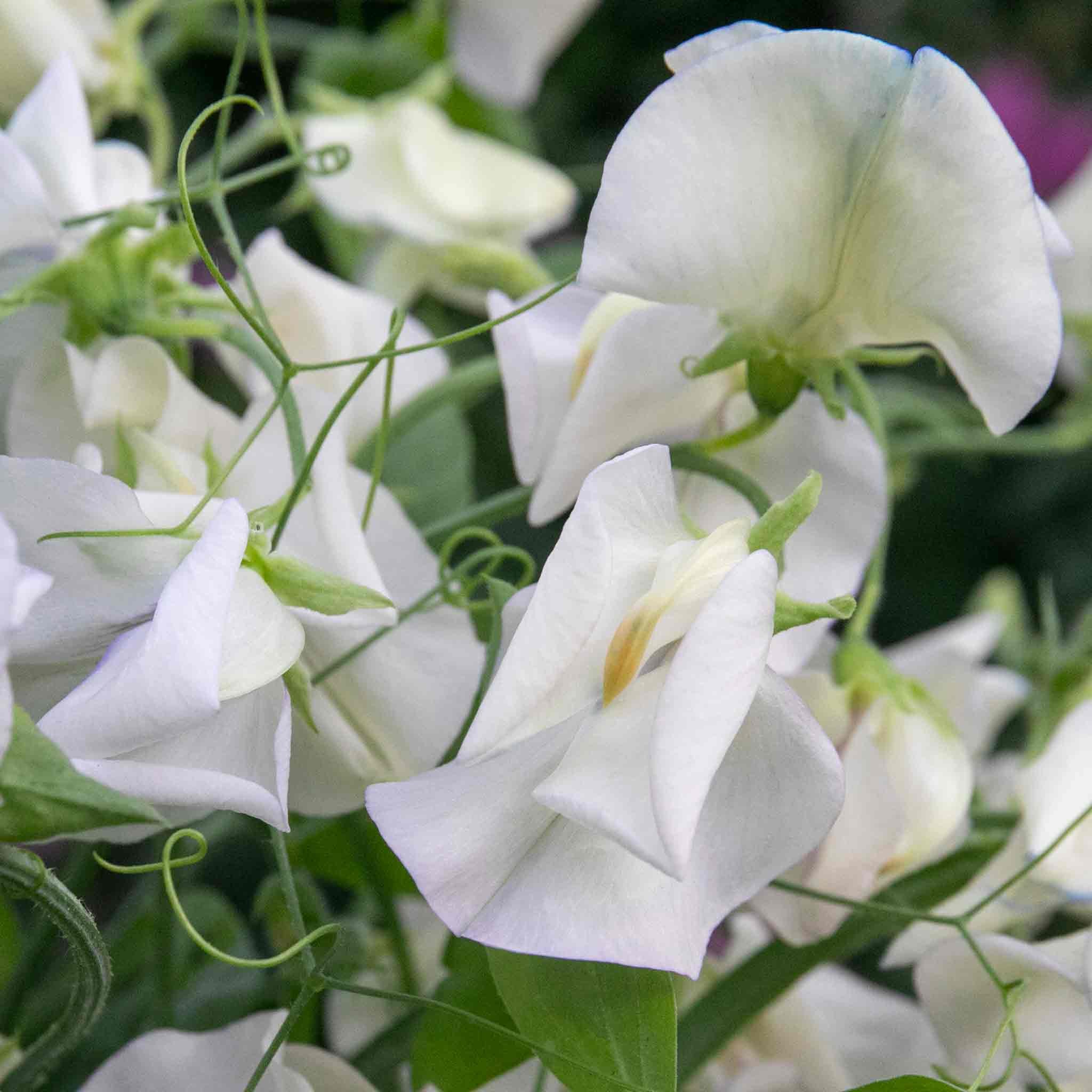 Unwins Sweet Pea Seeds Romeo - 21 Seeds