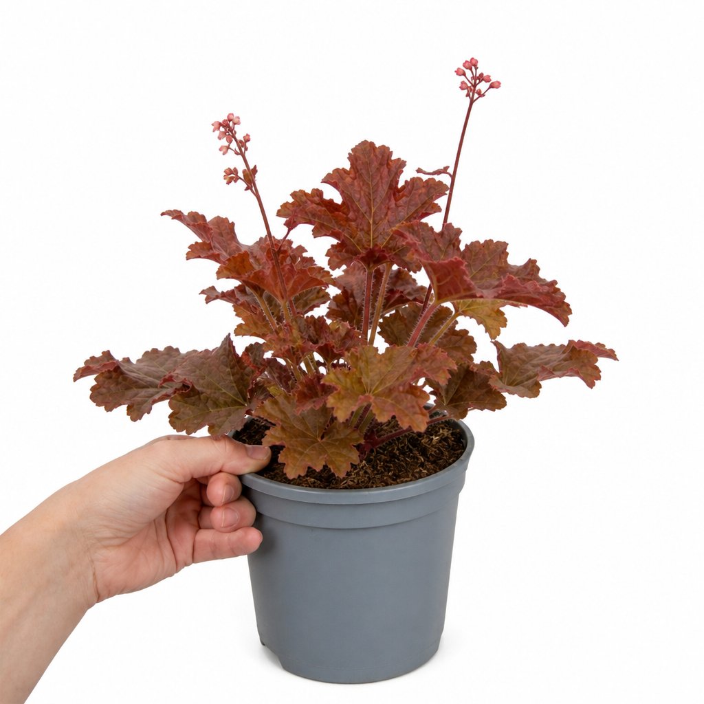 Doorstep Plants Heuchera Melting Fire Perennial Plant